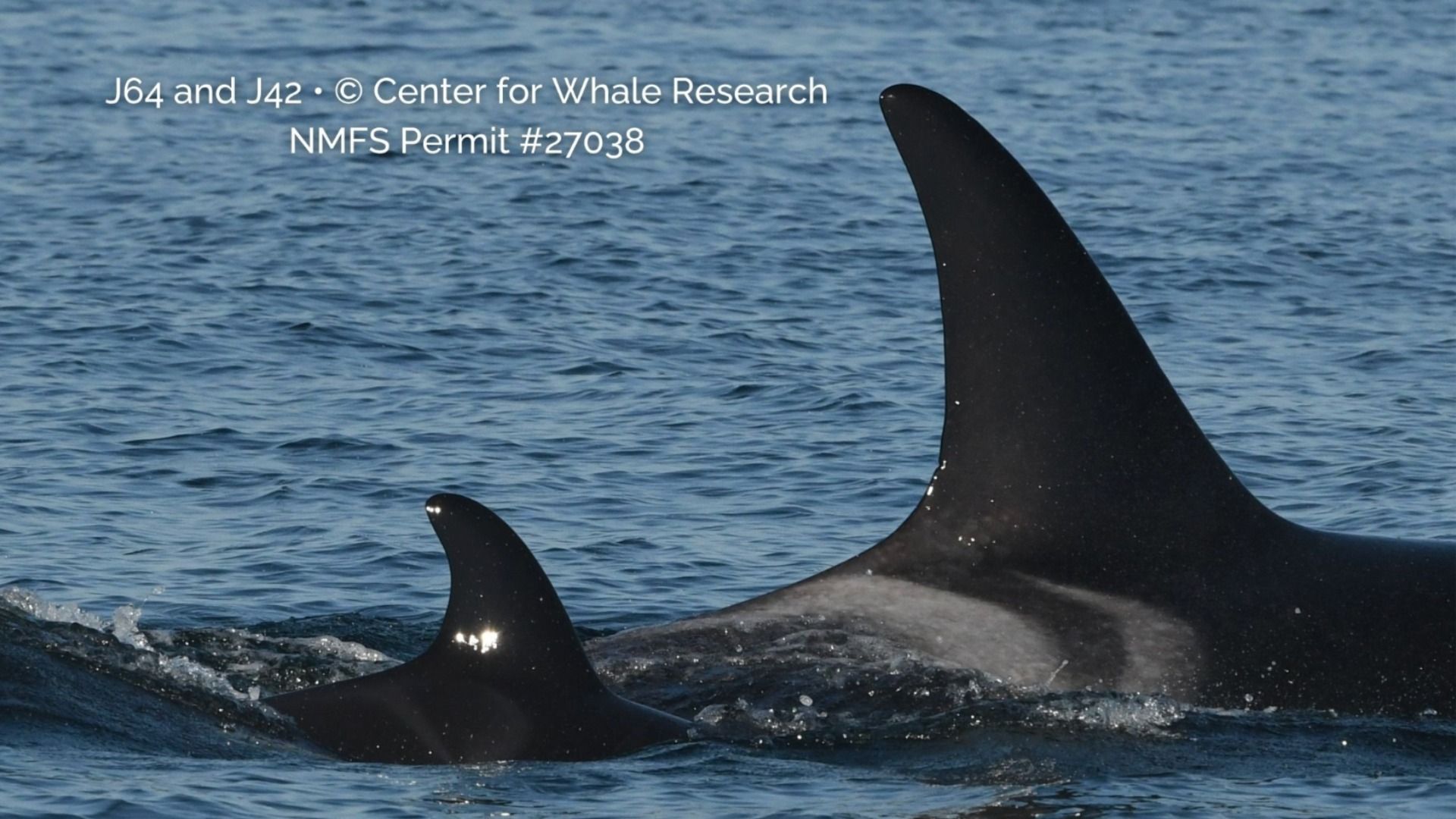 Two whale fins, one large, one small, seen swimming next to each other in the water. 