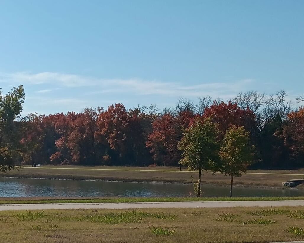Water running in front of a field of trees