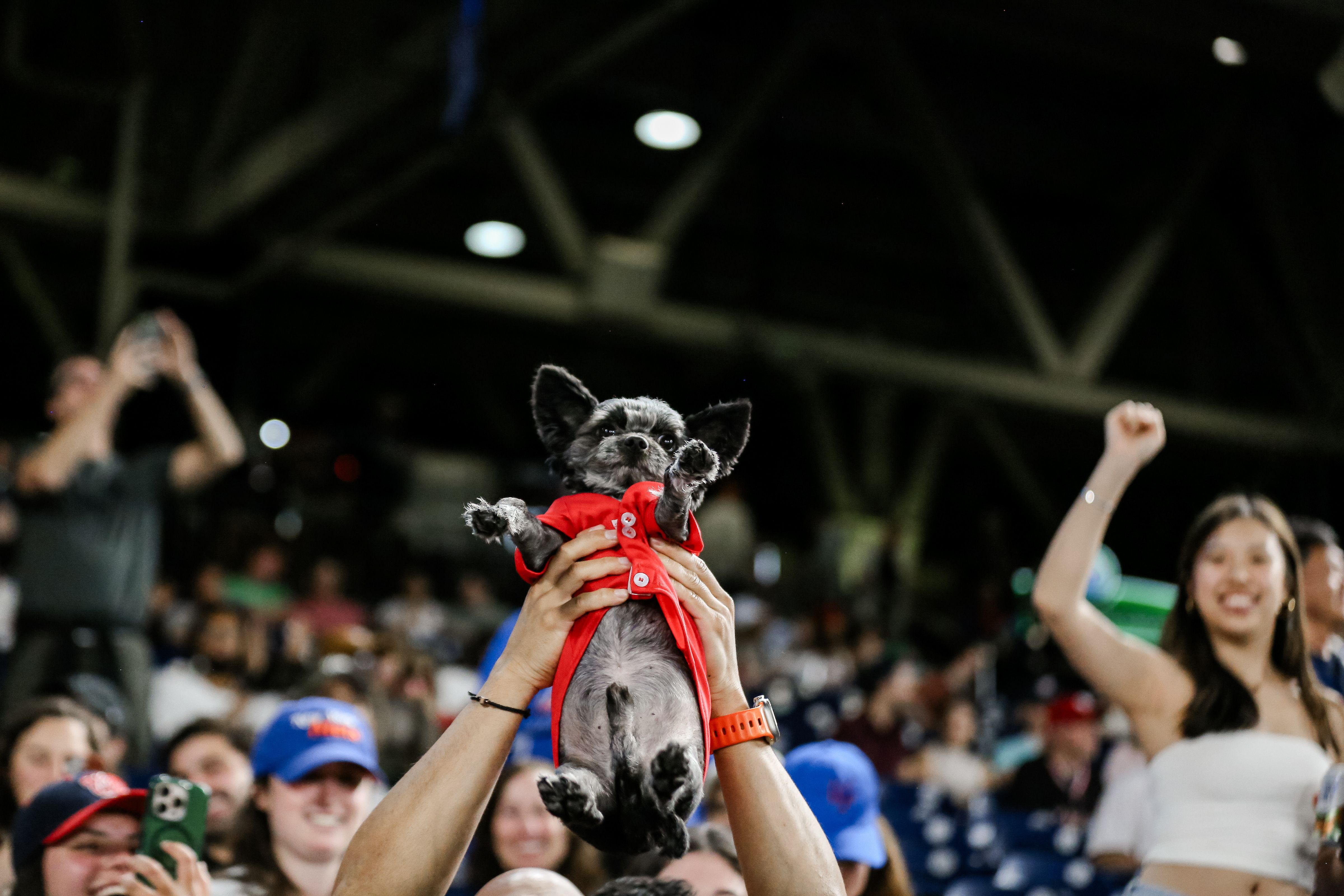 Small black dog in a red outfit raised by hands in a crowded indoor venue with cheering, smiling people in the background.