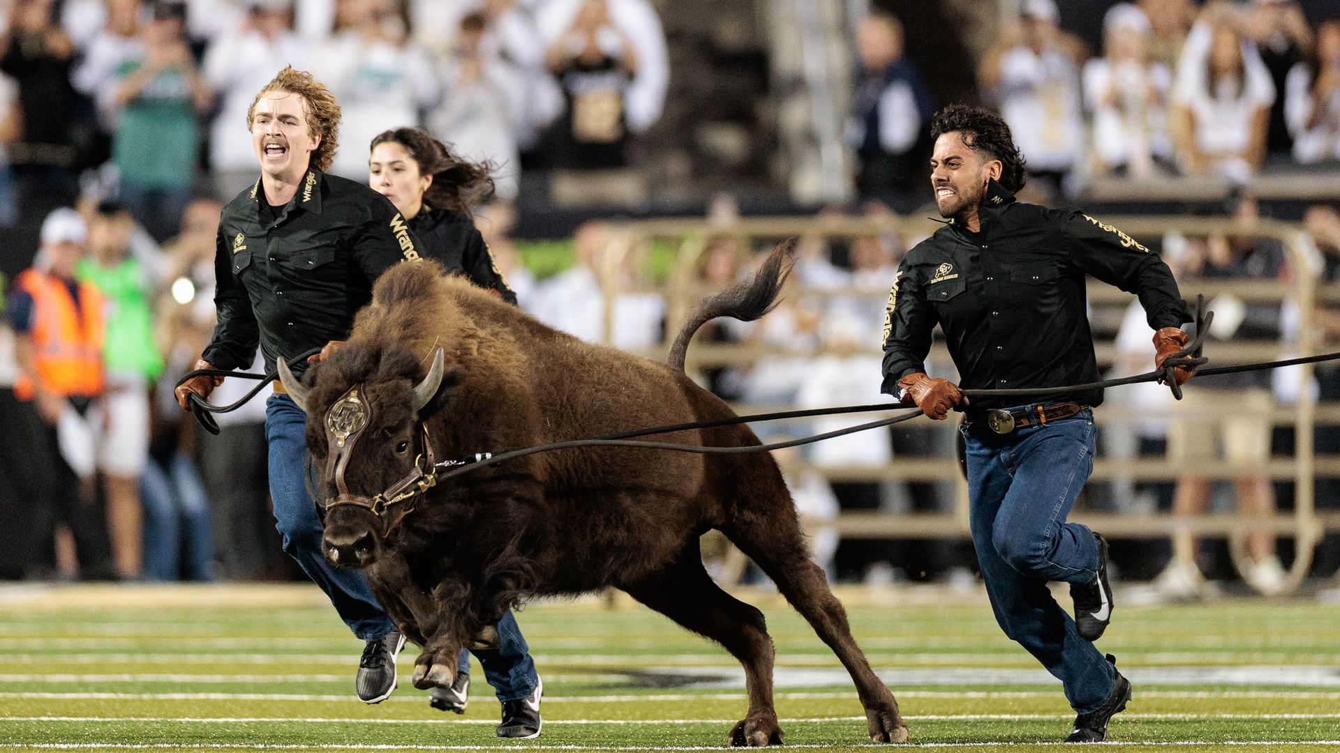 Three people in black shirts and gloves run on a football field while holding the reins of a large dark brown buffalo with a decorated harness, surrounded by a blurred crowd.