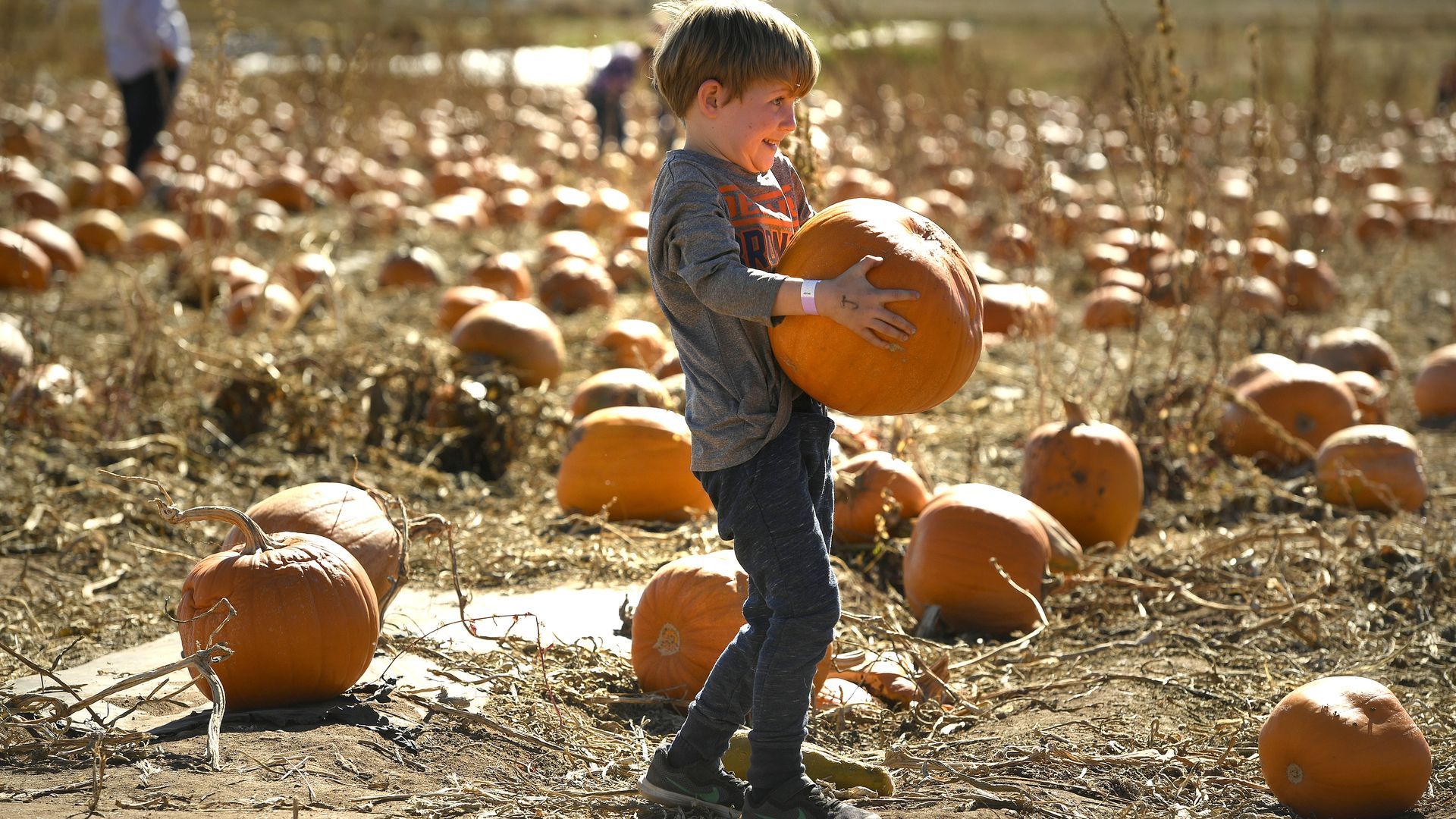 The Denver Botanic Gardens Pumpkin Festival at Chatfield Farms in 2018. Photo: Helen H. Richardson/Denver Post via Getty Images