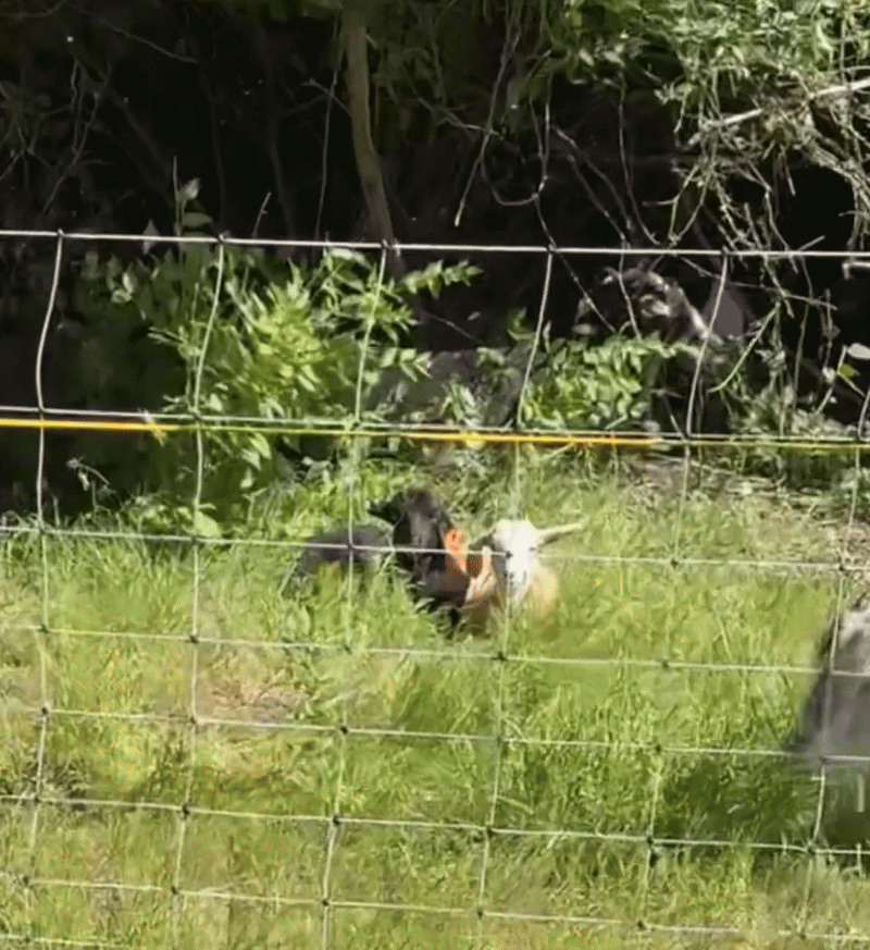 Break time for the goats. 