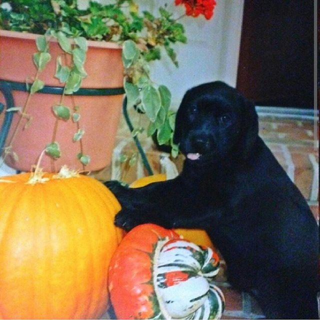 black-lab-pumpkins