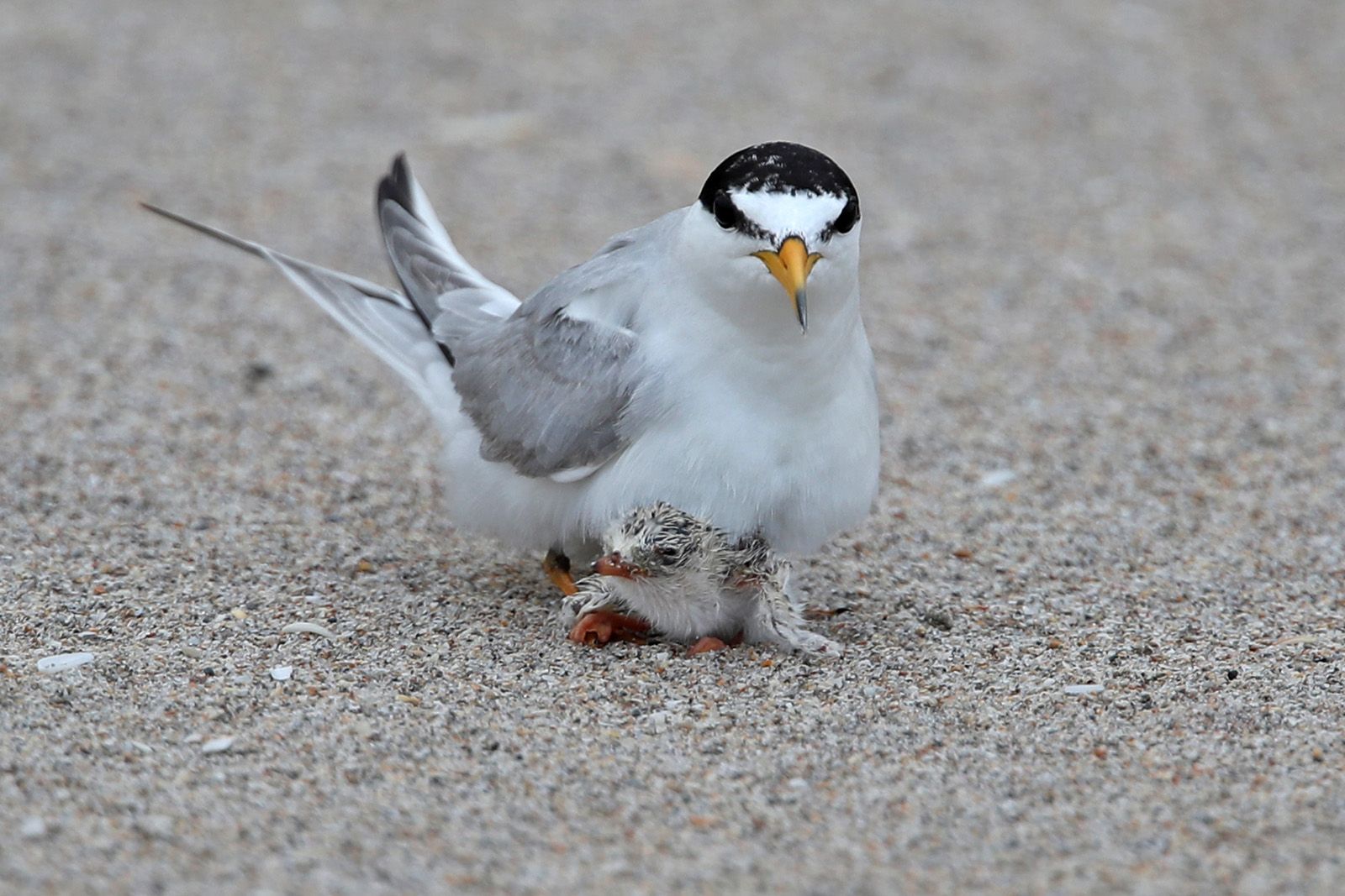 Seabird with a black cap and orange beak standing on a sandy beach with a fuzzy gray and black spotted chick at its feet.