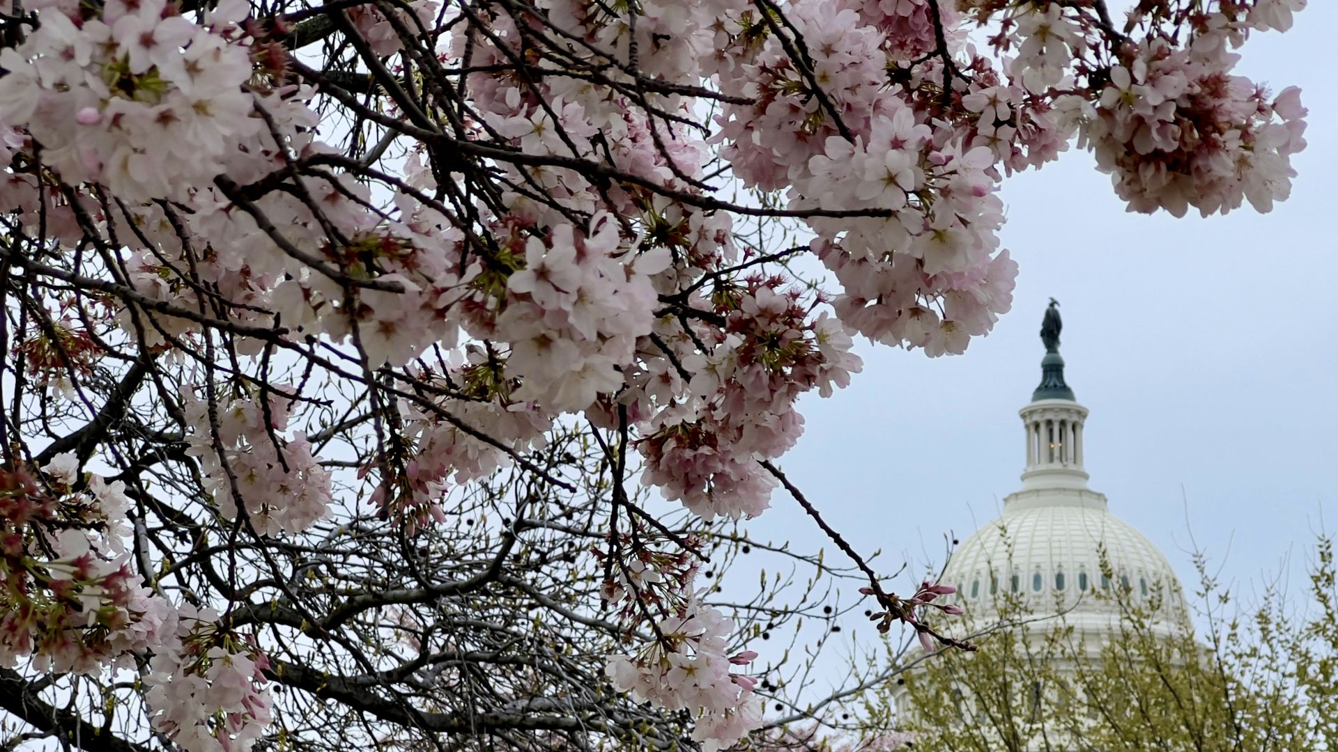 Cherry blossoms on branches frame the U.S. Capitol dome. 