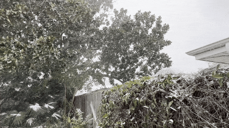 Image shows snow falling in a yard with trees and a fence.