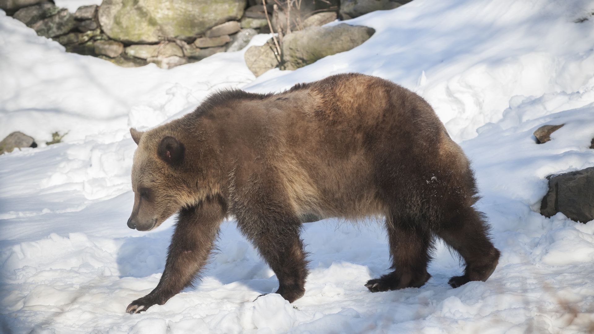 Bear