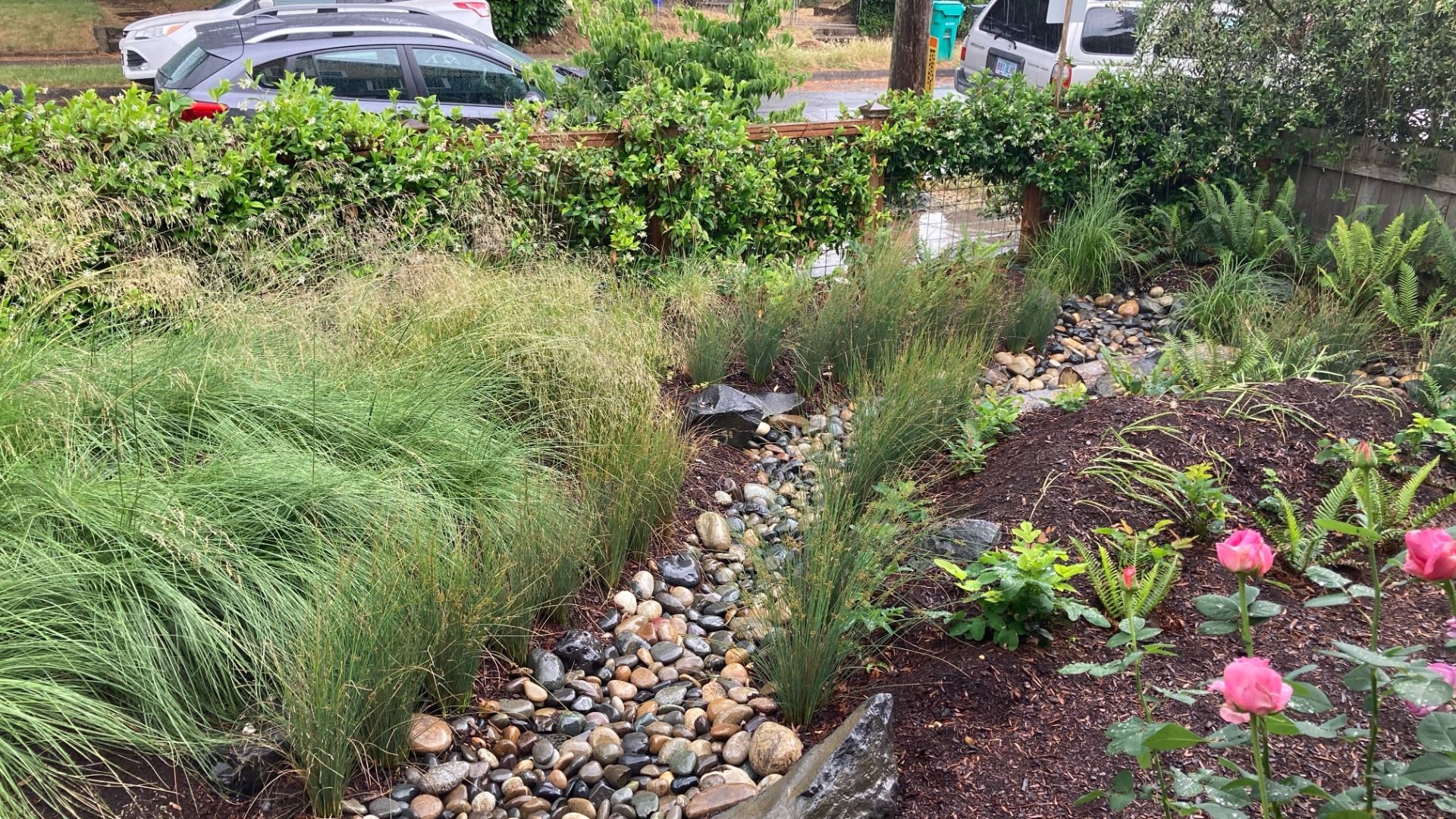A gravel rock bed breaks through a front yard of green grasses, camas lilies and ferns.