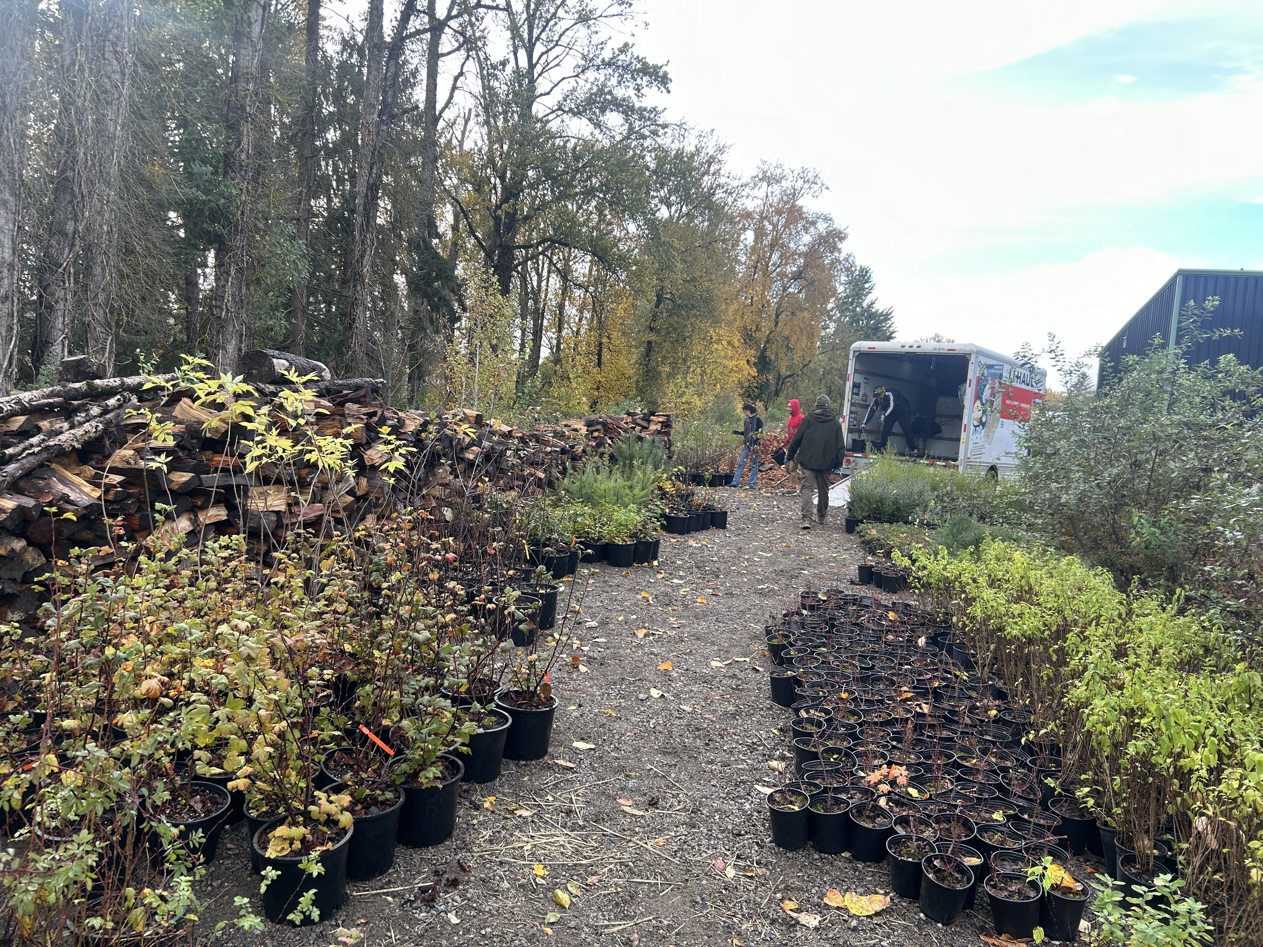 Outdoor plant nursery with rows of potted shrubs on gravel. Left, a stack of logs; autumn trees in the background. A white truck with open rear doors and several people near the loading area.