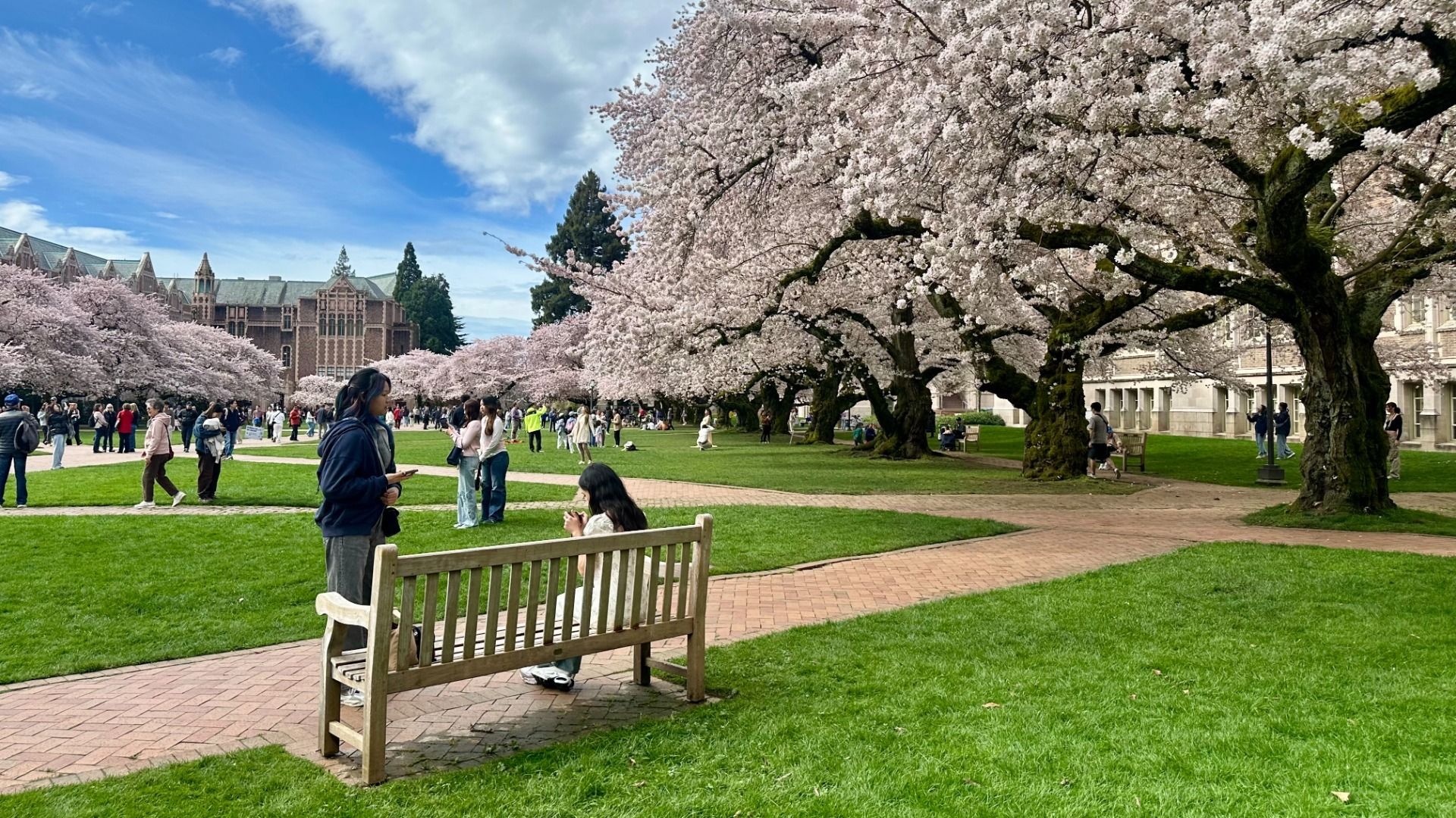 An image of cherry trees in bloom with a bench in the foreground. 