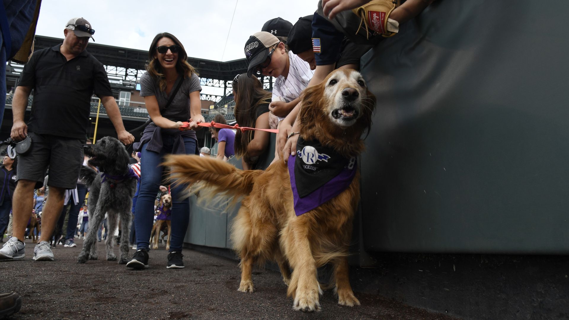 Smiling people pet a golden retriever wearing a purple bandana at a baseball stadium, a man nearby holds another large dog on a leash in the background.