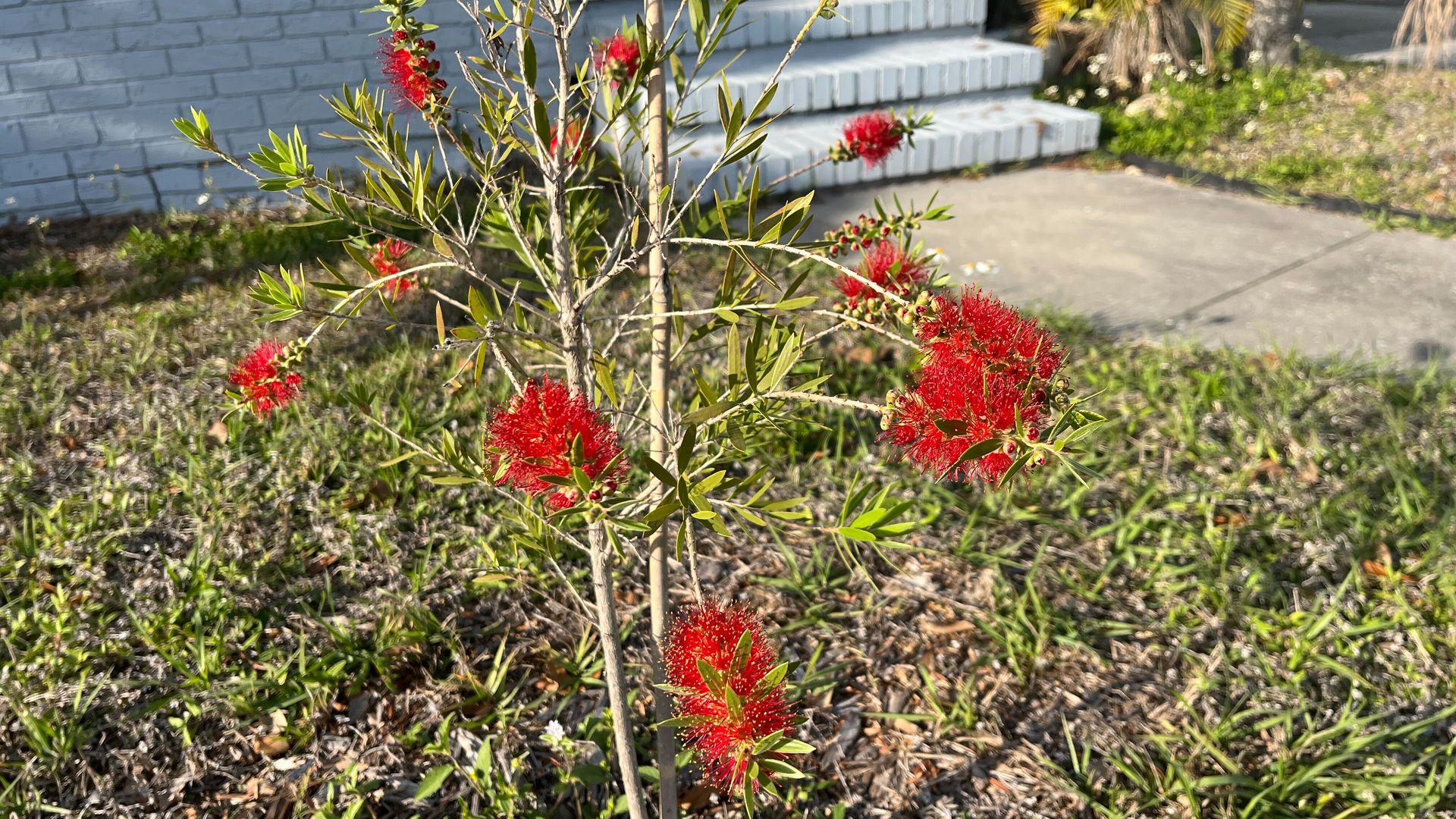 Front yard shows a small bottlebrush plant with bright red brush-like flowers and narrow green leaves. Background features light-blue brick house, white steps, and a palm tree.