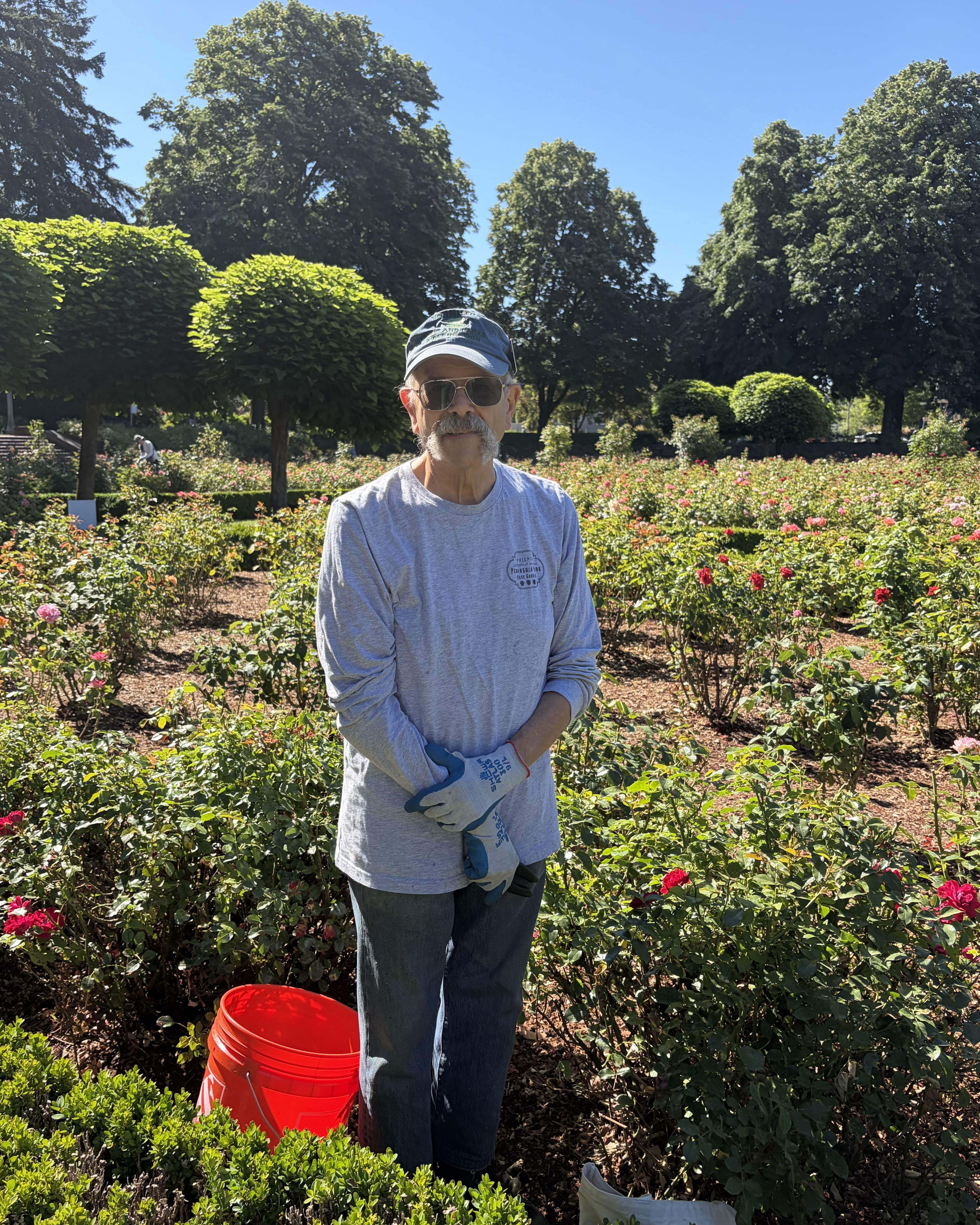 A man wearing a gray long-sleeve shirt, sunglasses, and a cap stands in a rose garden with gloves on and a red bucket by his feet; trimmed hedges and tall trees under a clear blue sky.