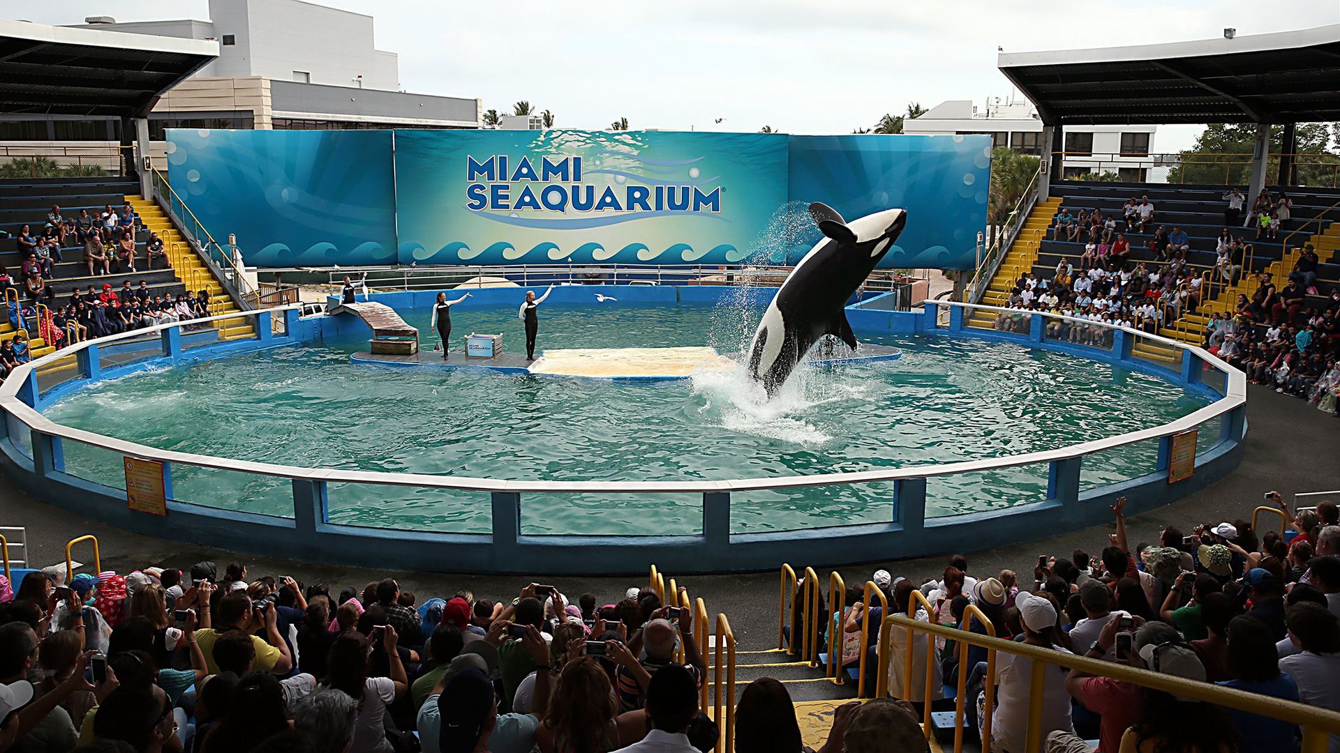 Lolita the orca does a backflip in her pool-like tank.