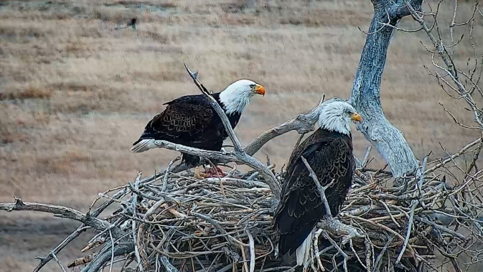 Two bald eagles perch in a nest at Standley Lake Regional Park & Wildlife Refuge in Westminster.