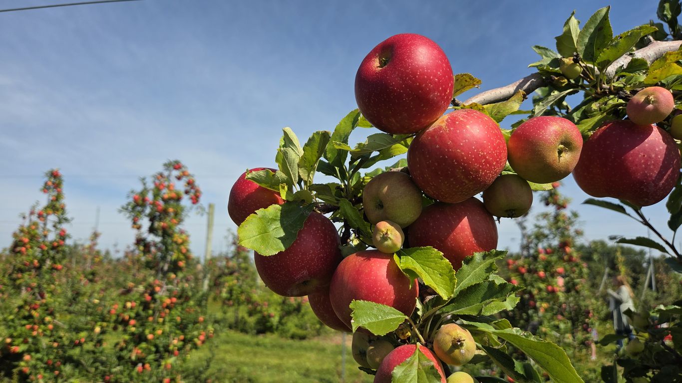Central Indiana Apple Picking Guide 2026: Crop Conditions and Orchards