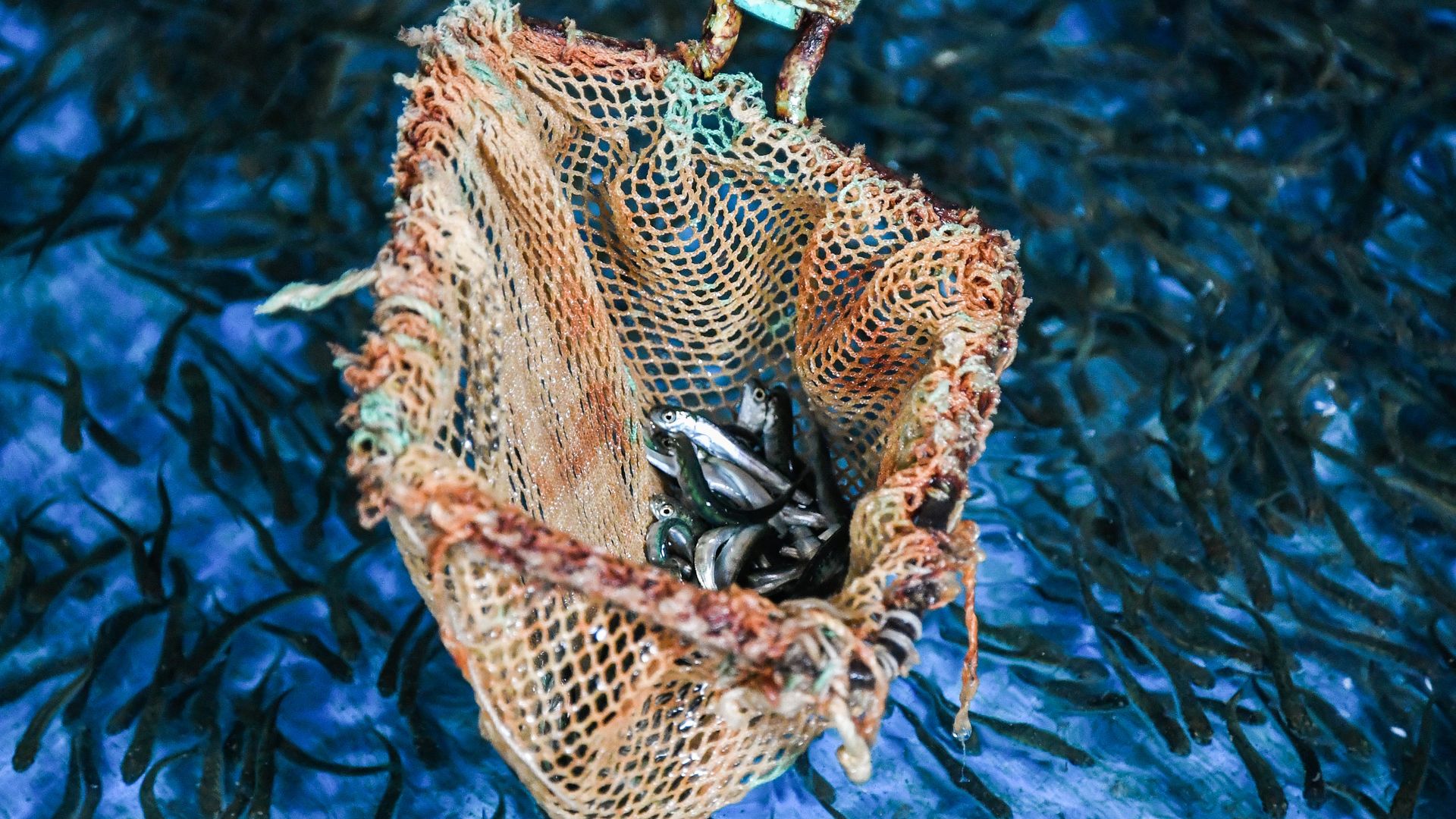 Juvenile salmon in a hatchery in Russia