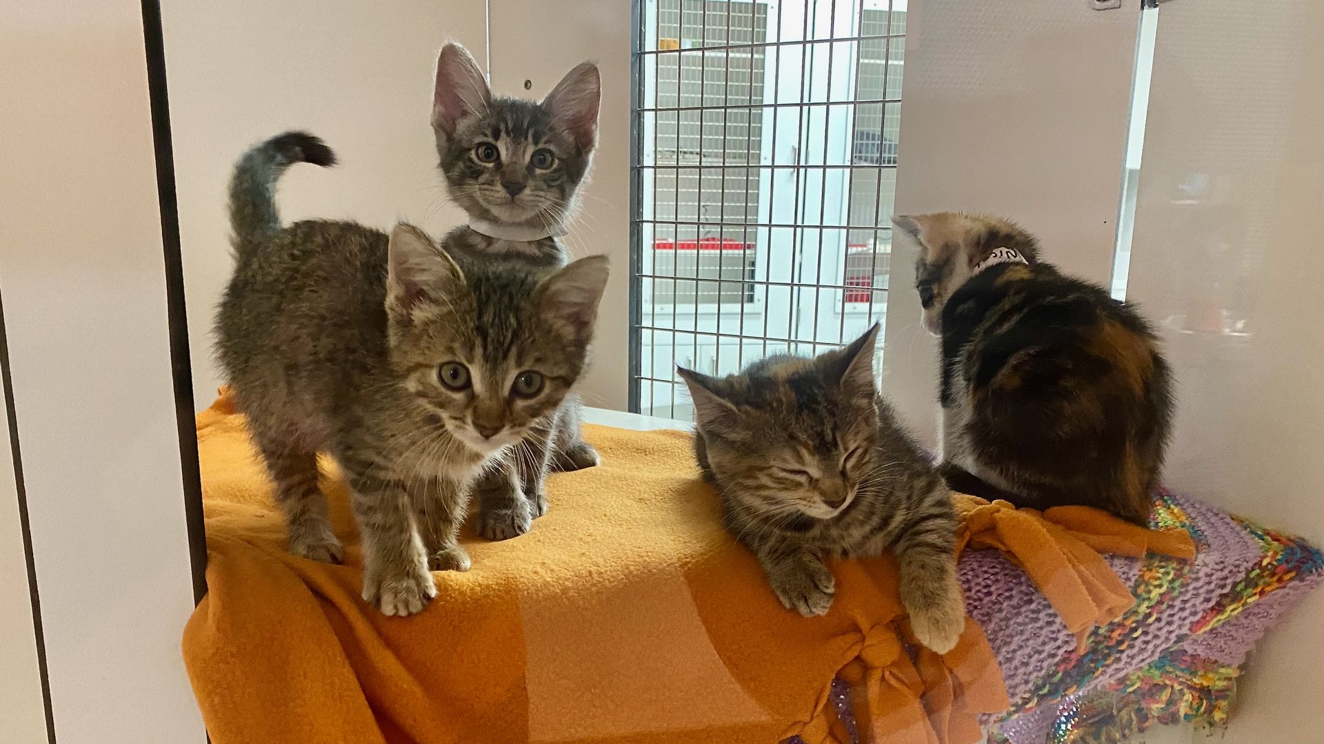 Four kittens standing on an orange blanket; two are alert, one is asleep and one has its back turned