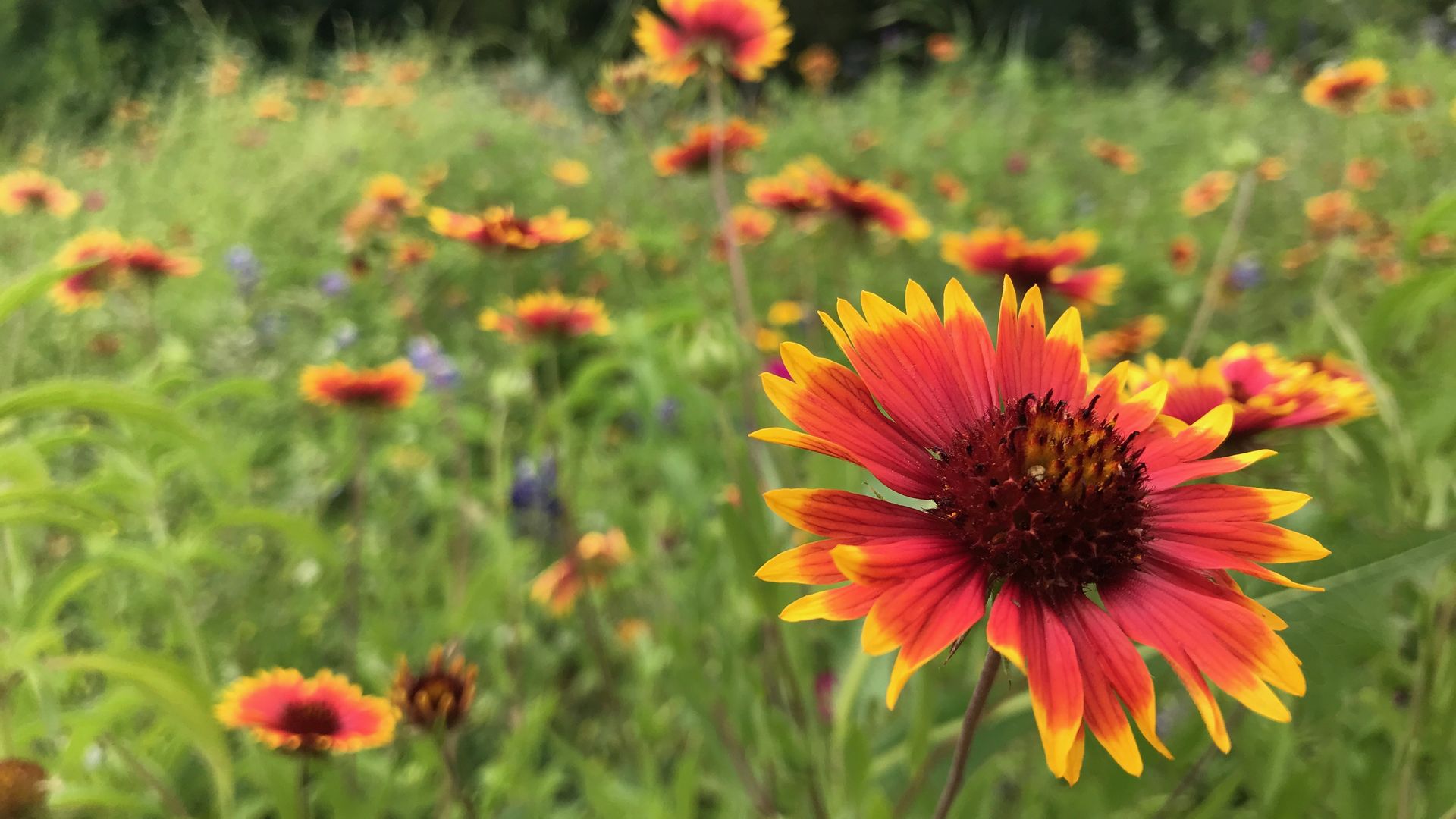 an image of a close-up wildflower with others in the background.