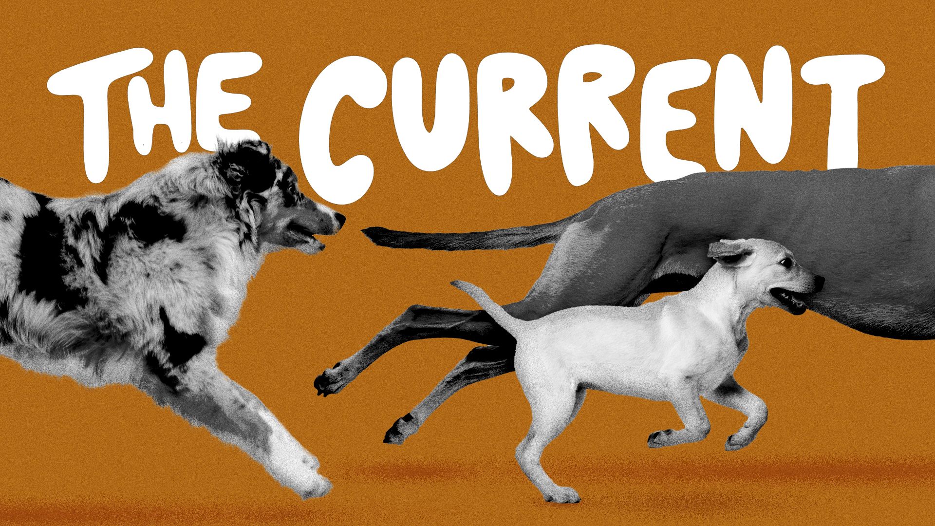 Illustration of loose dogs running past "The Current."