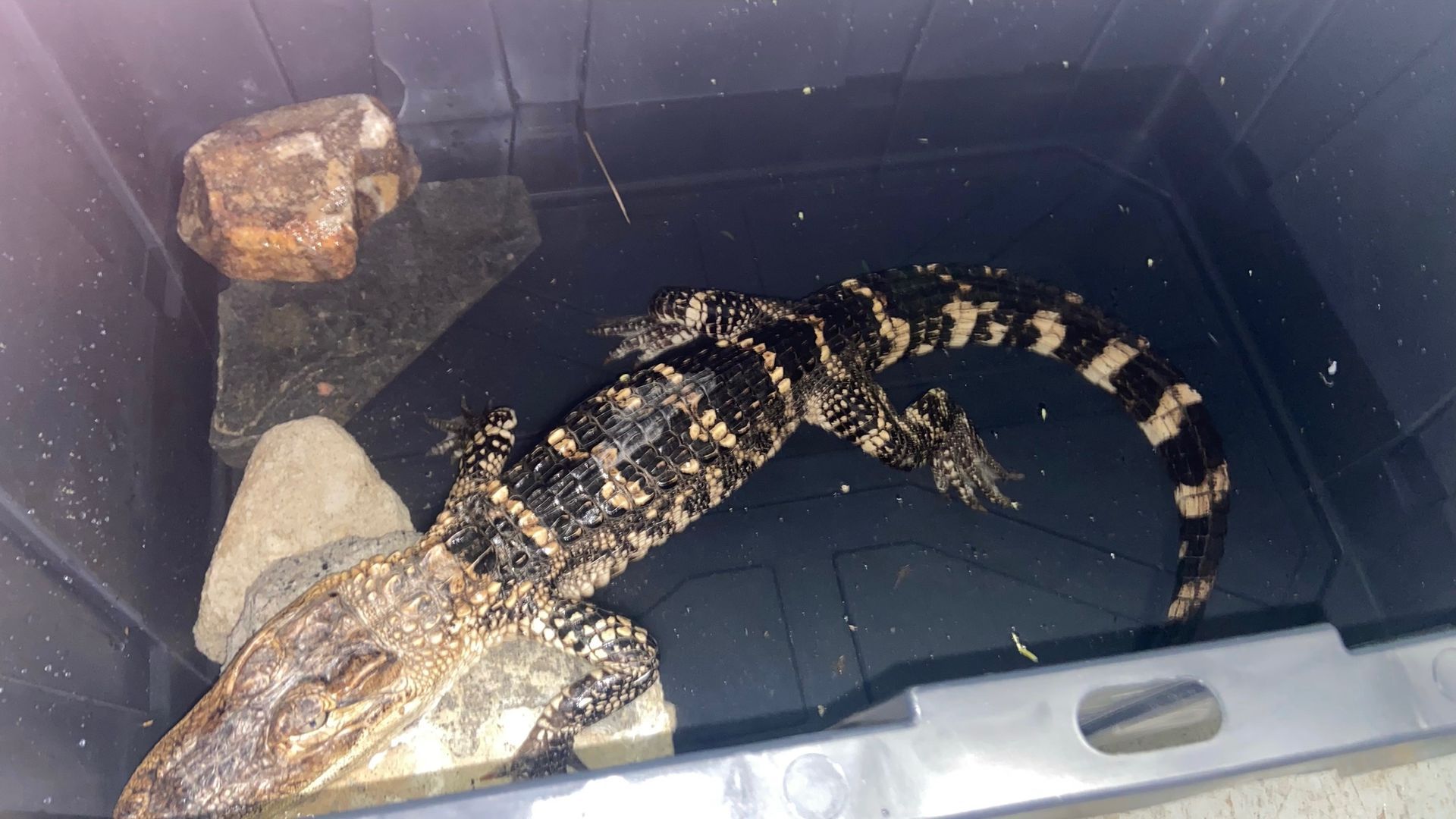 A caiman found earlier this month at Philly's FDR Park was euthanized. 