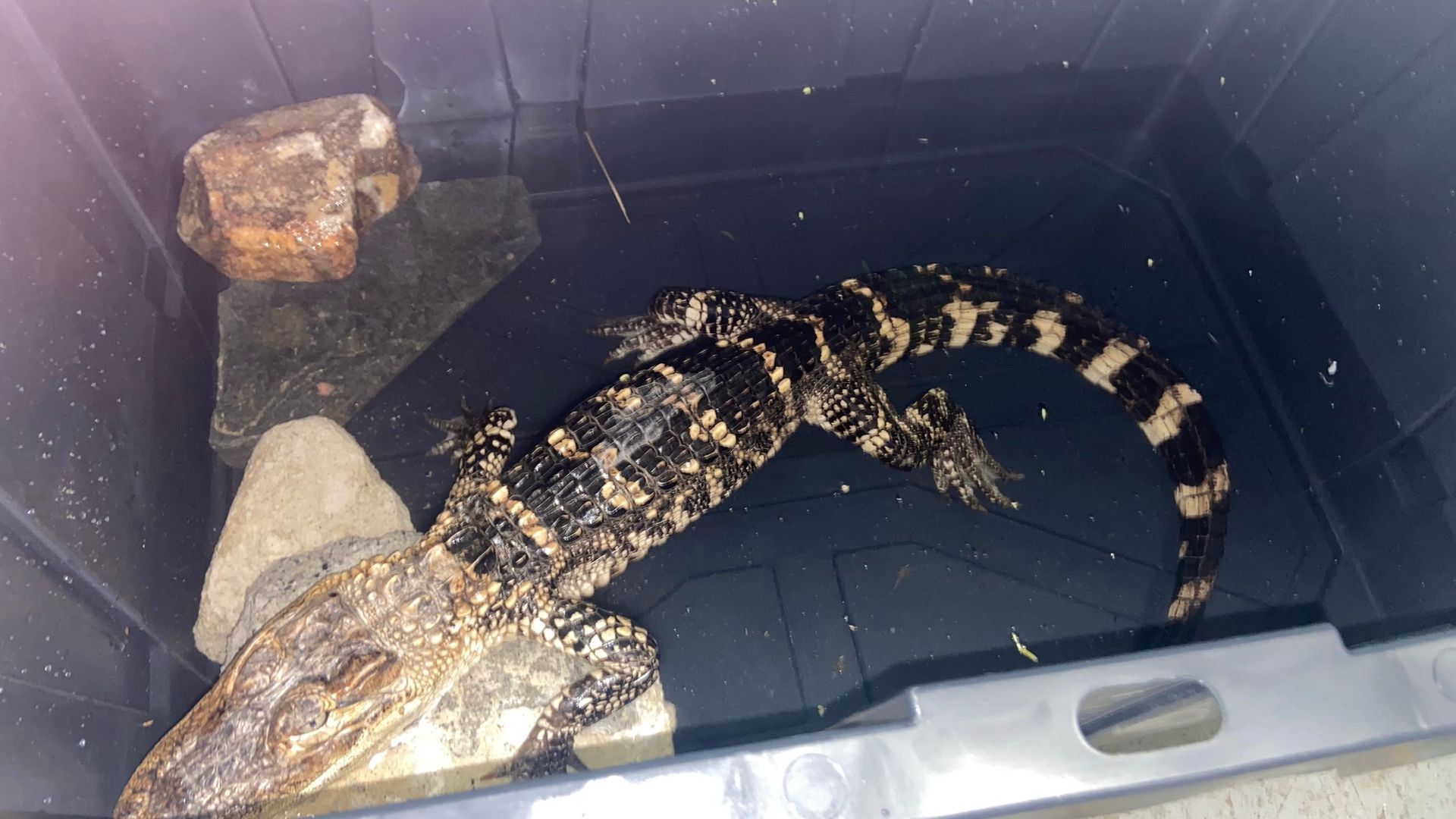 A caiman found earlier this month at Philly's FDR Park was euthanized.
