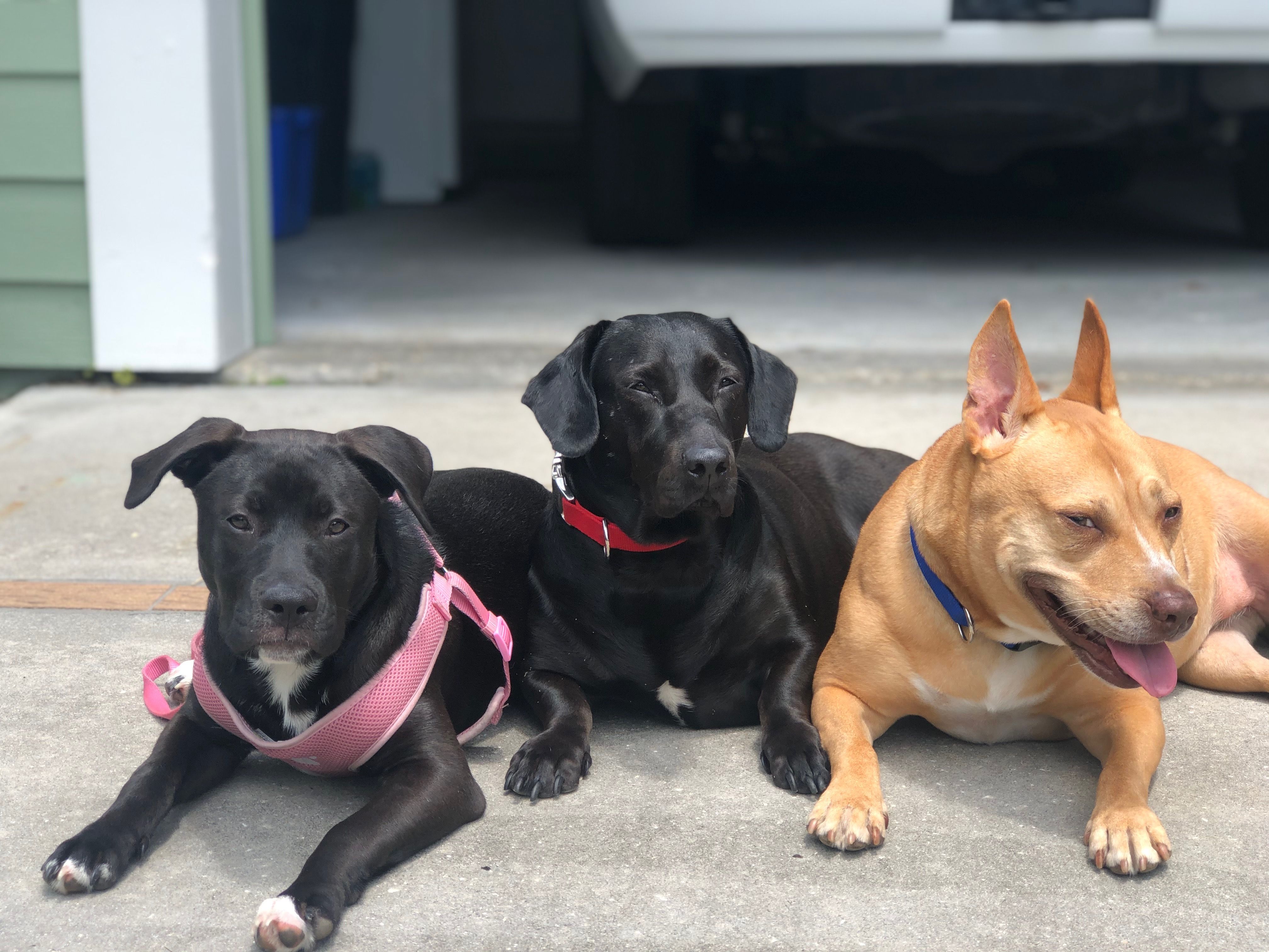 Piper, Wendy and Harley