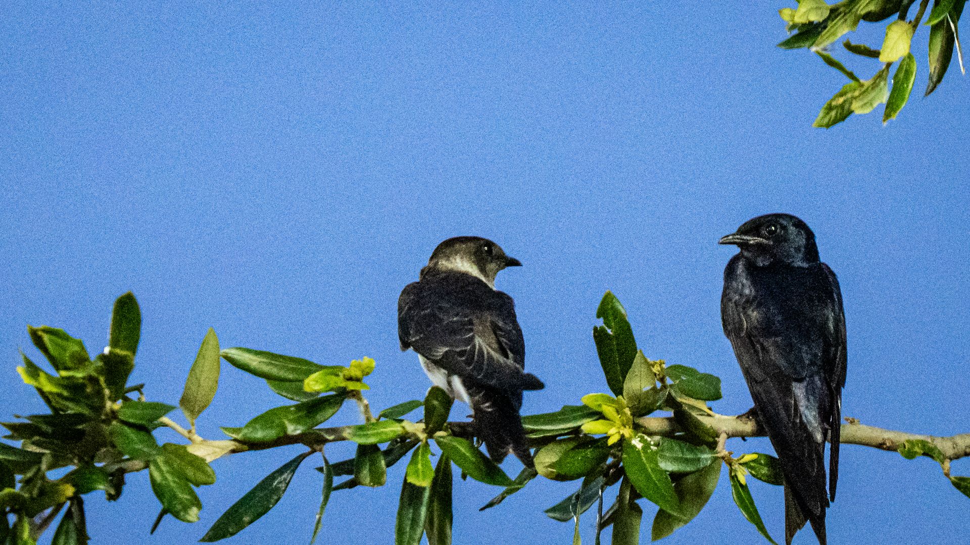 Two purple martins sit on branches as they prepare to roost together for the night. 