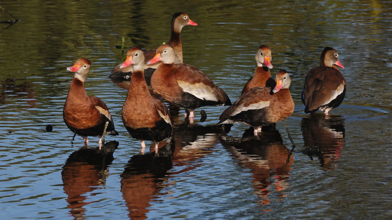 Houston birds to watch this summer