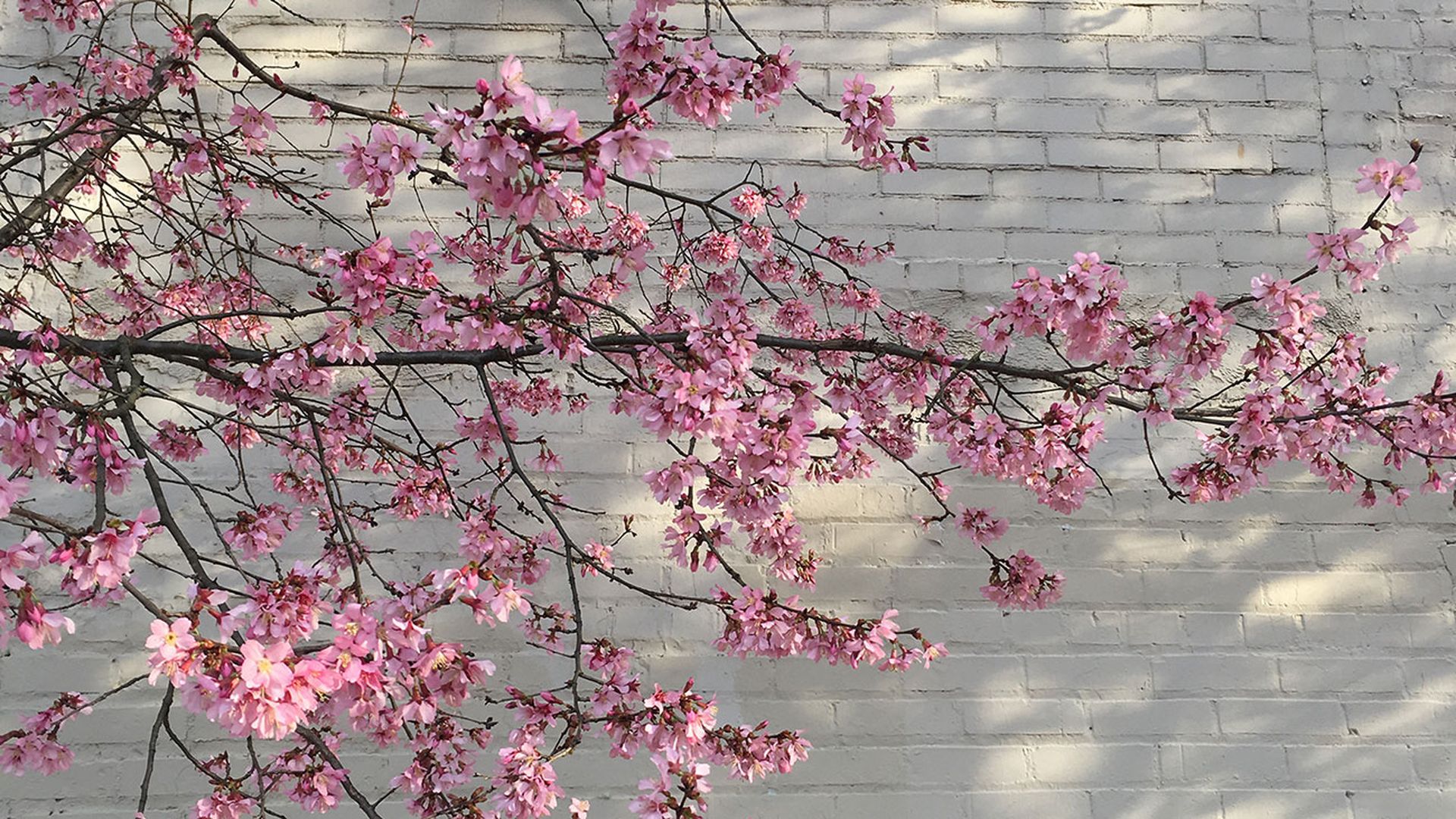 charlotte cherry blossoms