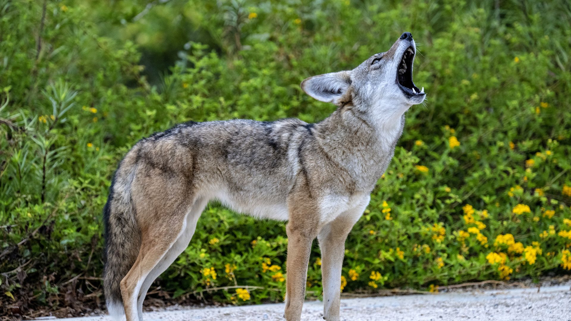 A brown coyote howls against a background green grass and wild plants.