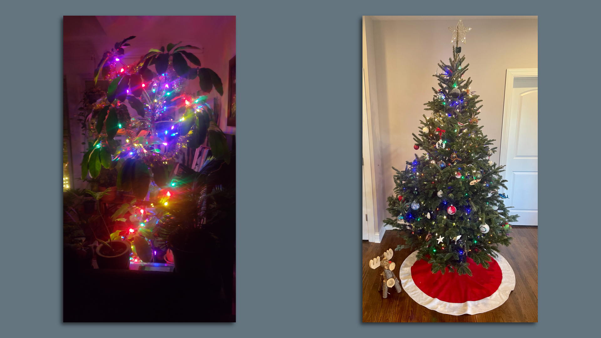 Plant decorated as a Christmas tree 