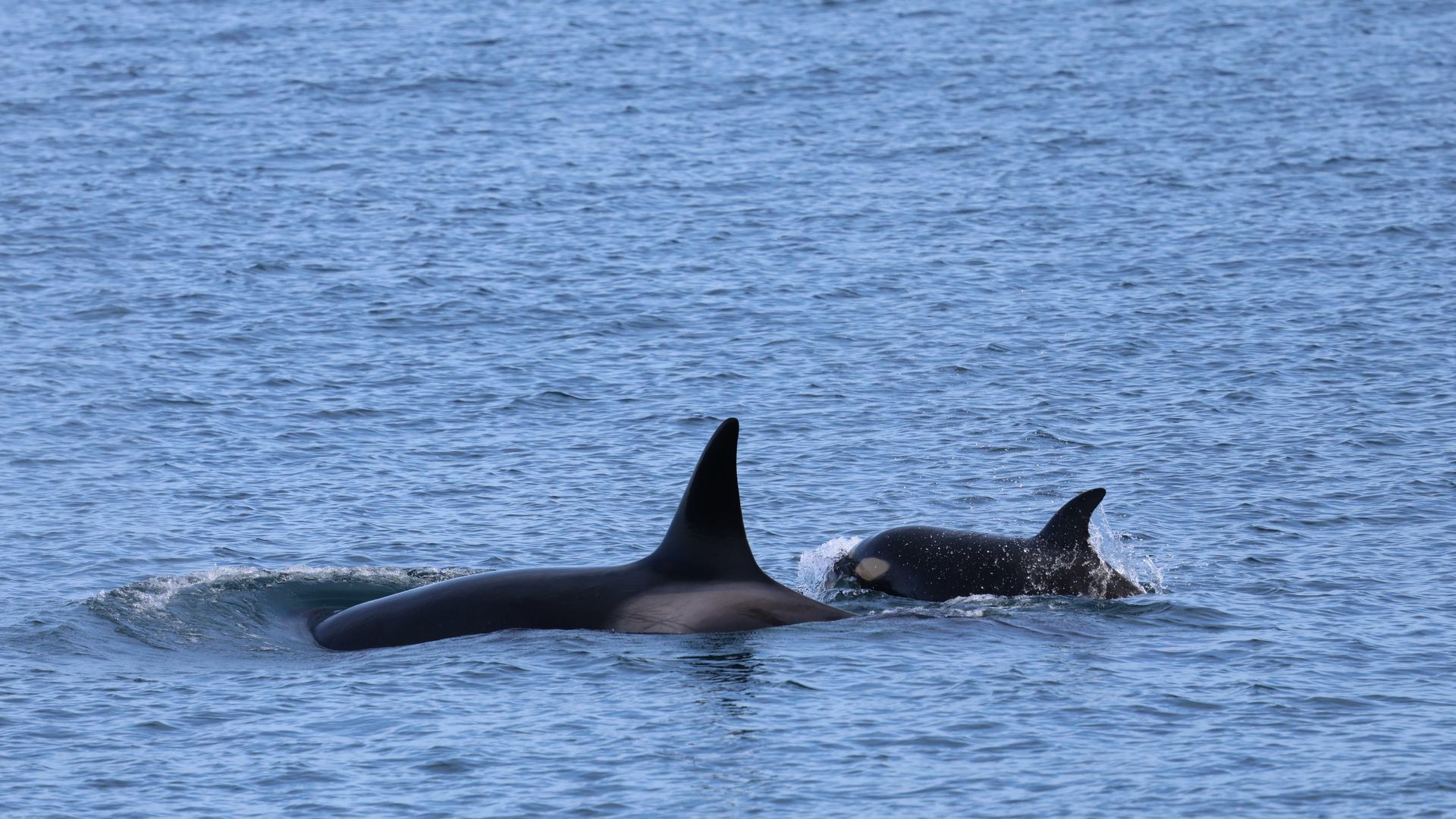 A photo of a baby Bigg's whale. 