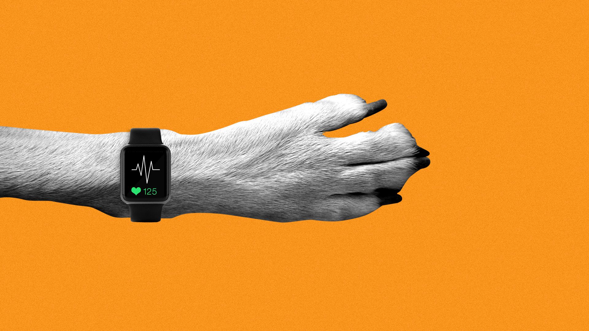 Illustration of dog paw wearing a smart watch. Smart watch has heart rate monitor on screen.