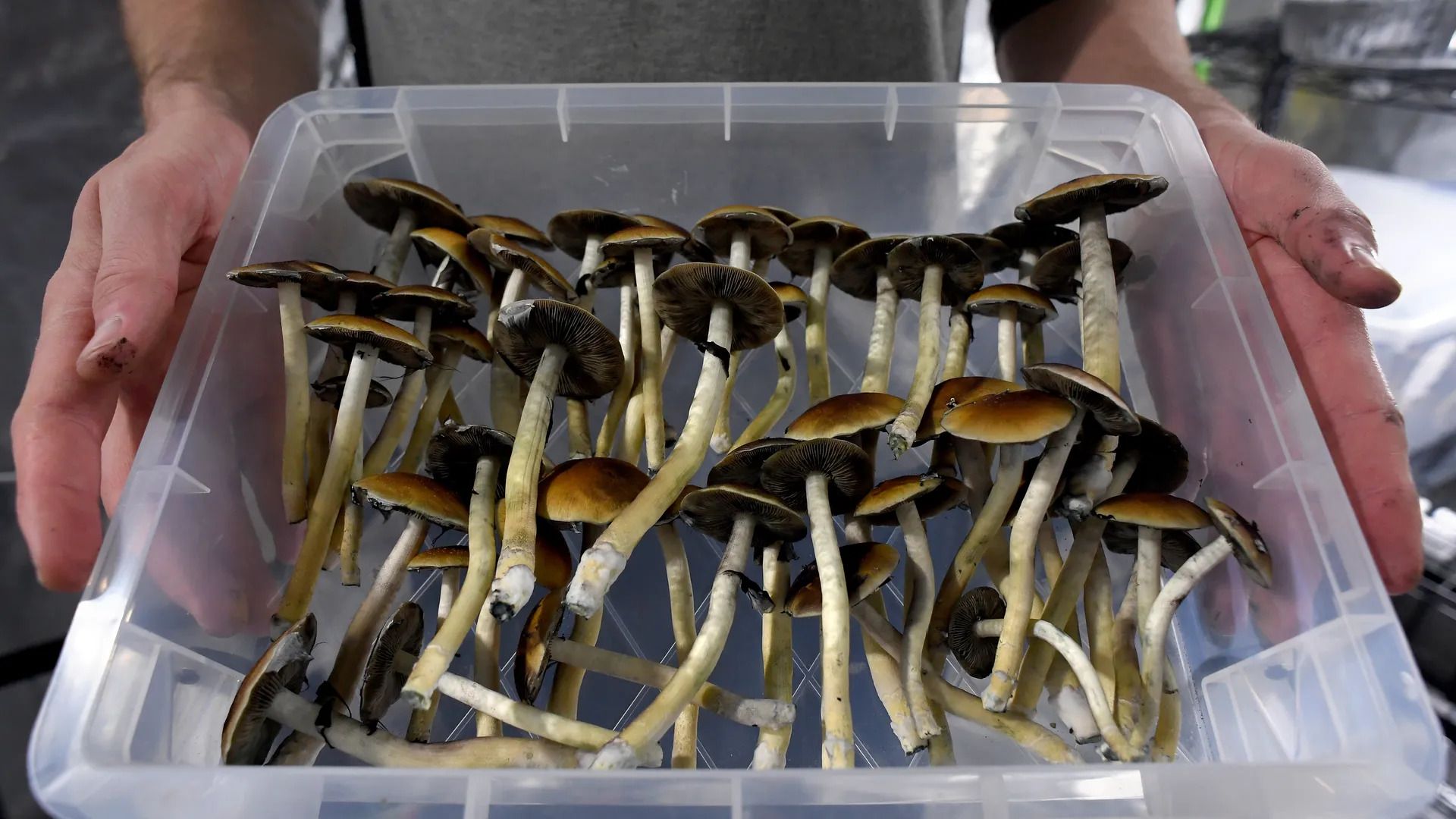 A pair of hands holding a rectangular bin filled with mushrooms.