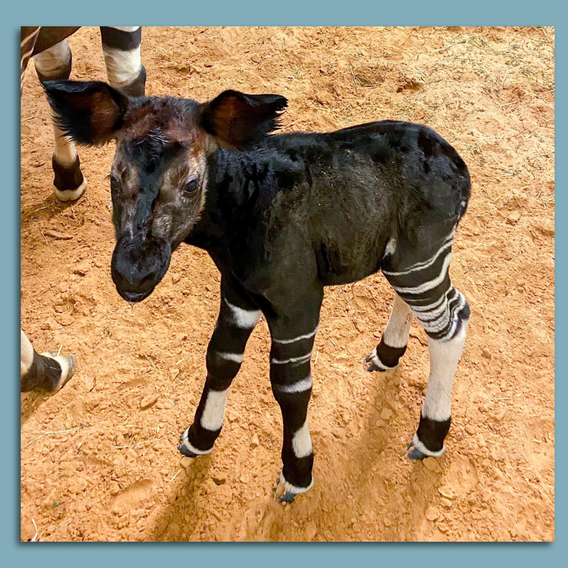 cute okapi baby