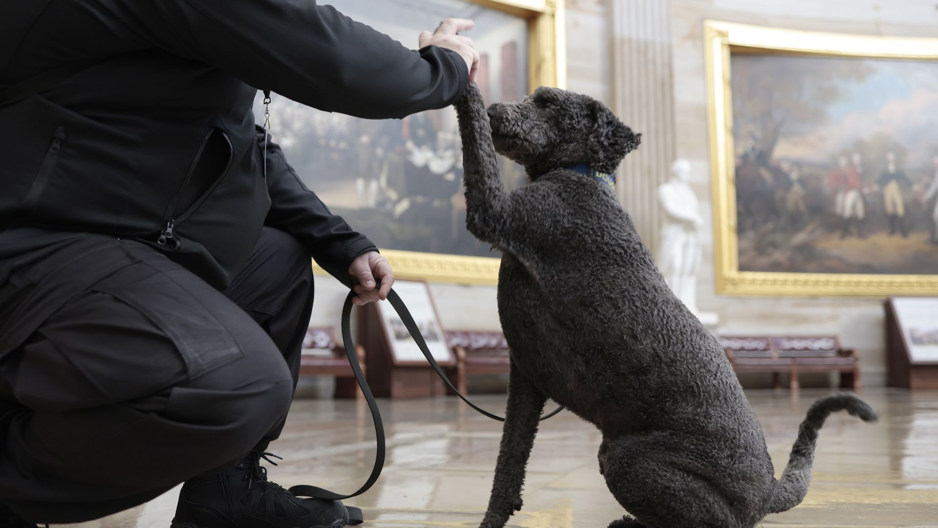 A comfort dog is seen working with its handler in the Rotunda of the U.S. Capitol.