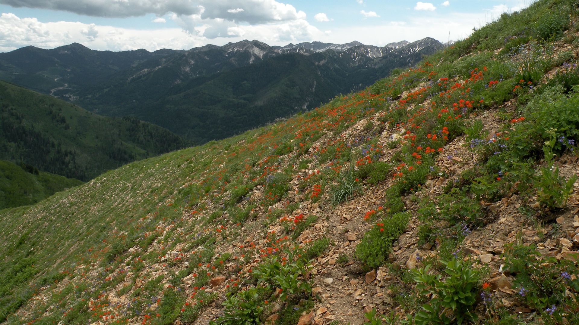 Flowers bloom on a mountain slope.