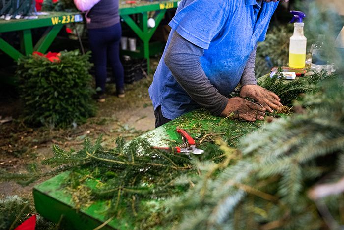 Manolo Christmas Trees wreath hands