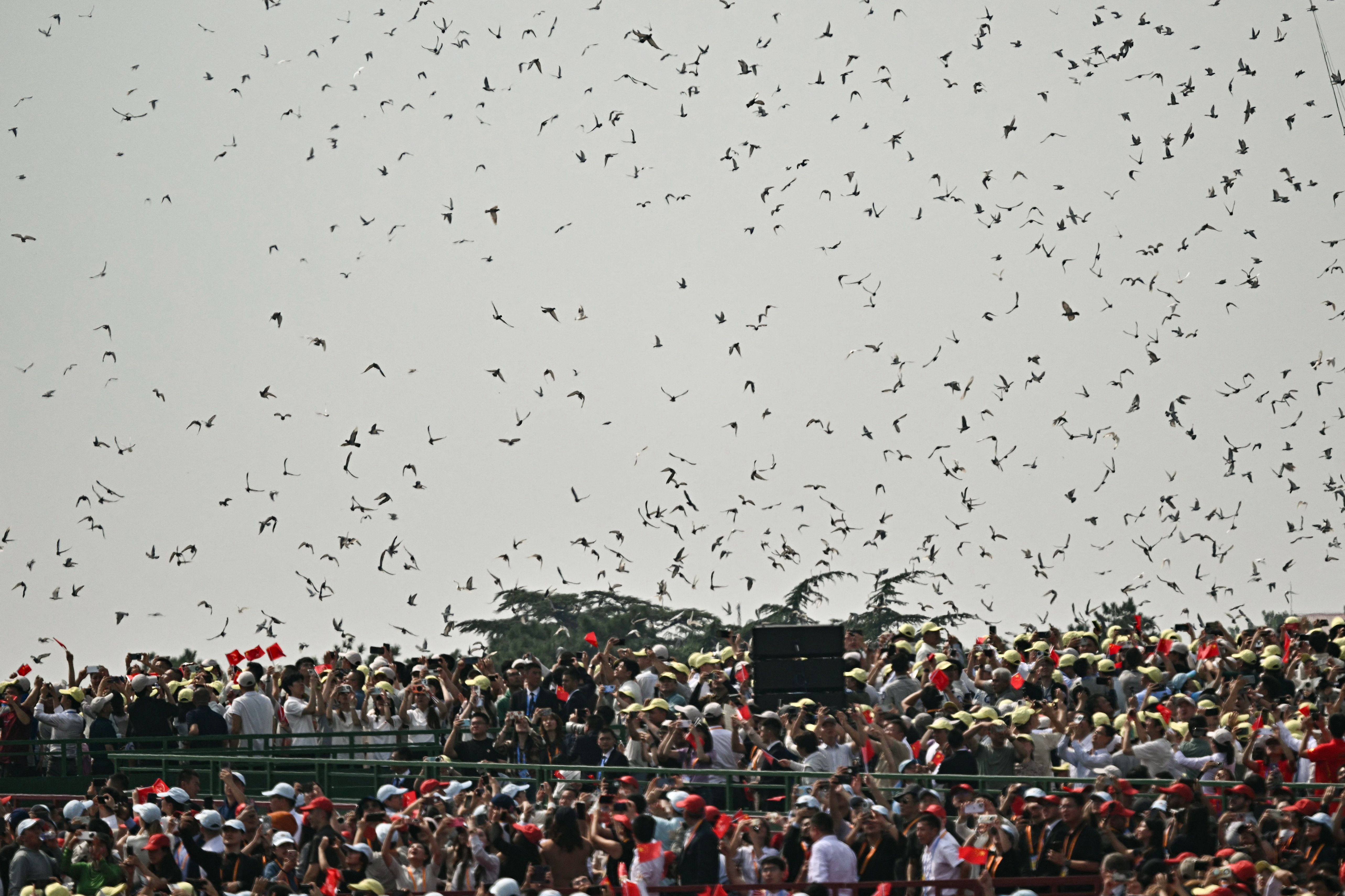 A crowd watches many birds being released during a military parade in Beijing's Tiannamen Square.