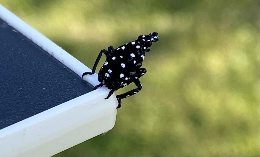 A young spotted lanternfly