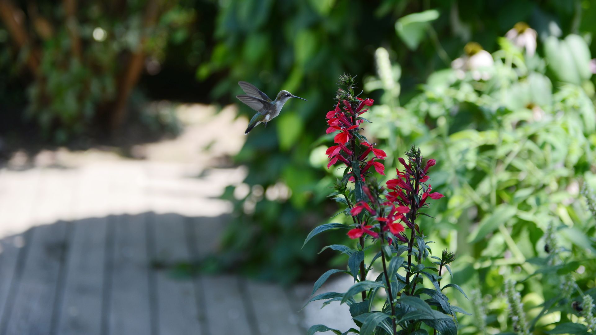 Hummingbird checks out a lobelia cardinalis in a backyard garden