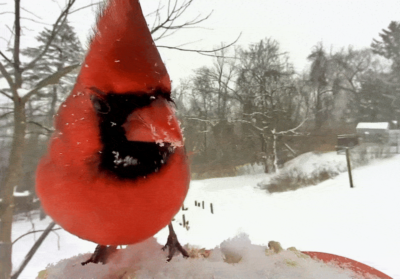 A red Northern Cardinal eating food from a feeder during a winter storm. 
