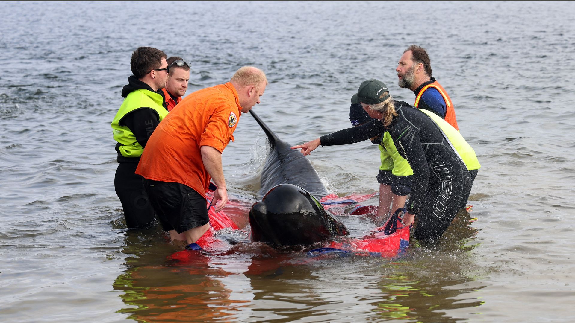 rescuers save beached whales
