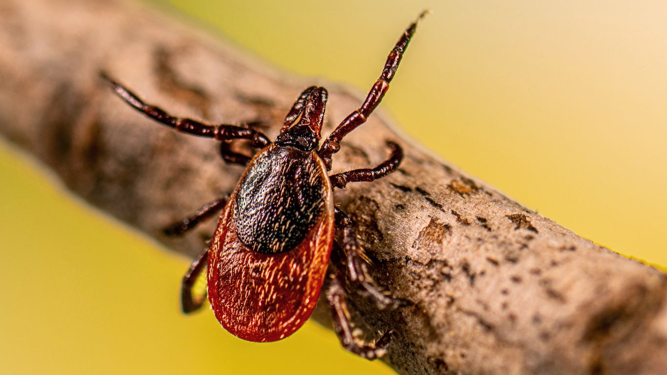 Tick reports spike across Minnesota