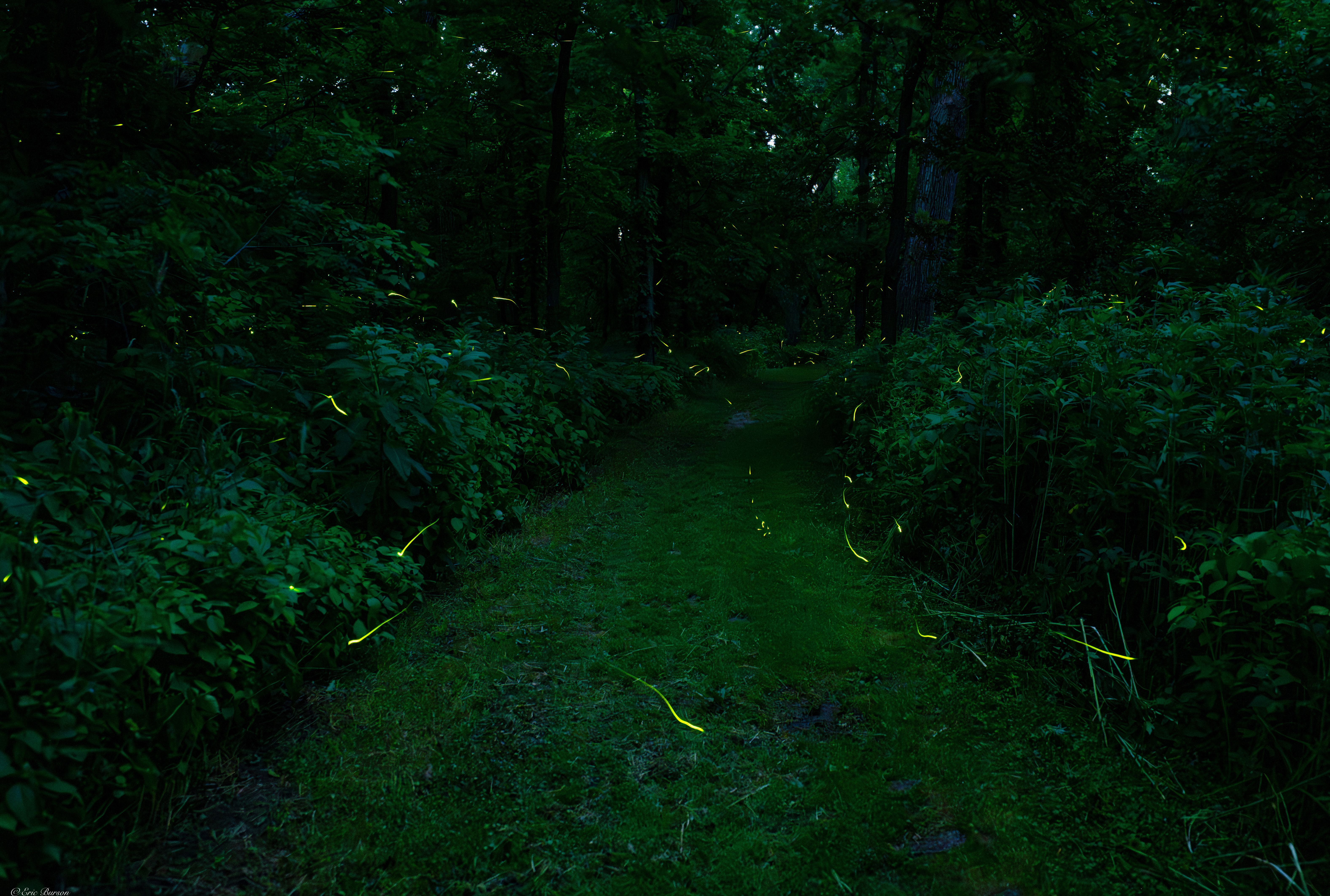 Iowa fireflies come out in droves - Axios Des Moines