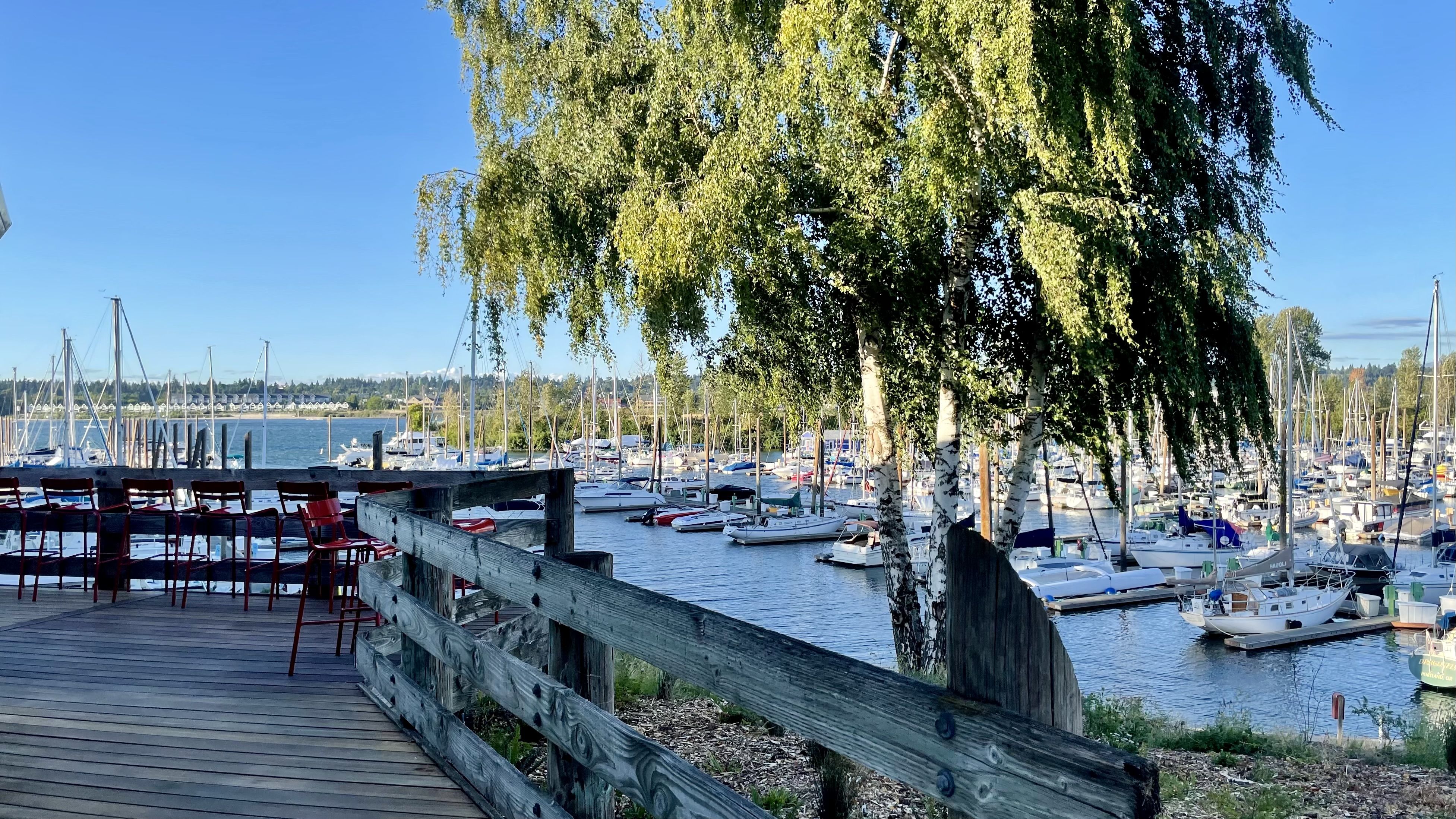 Marina with many sailboats docked under clear blue sky, viewed from wooden deck with red chairs and green leafy trees hanging over the water.