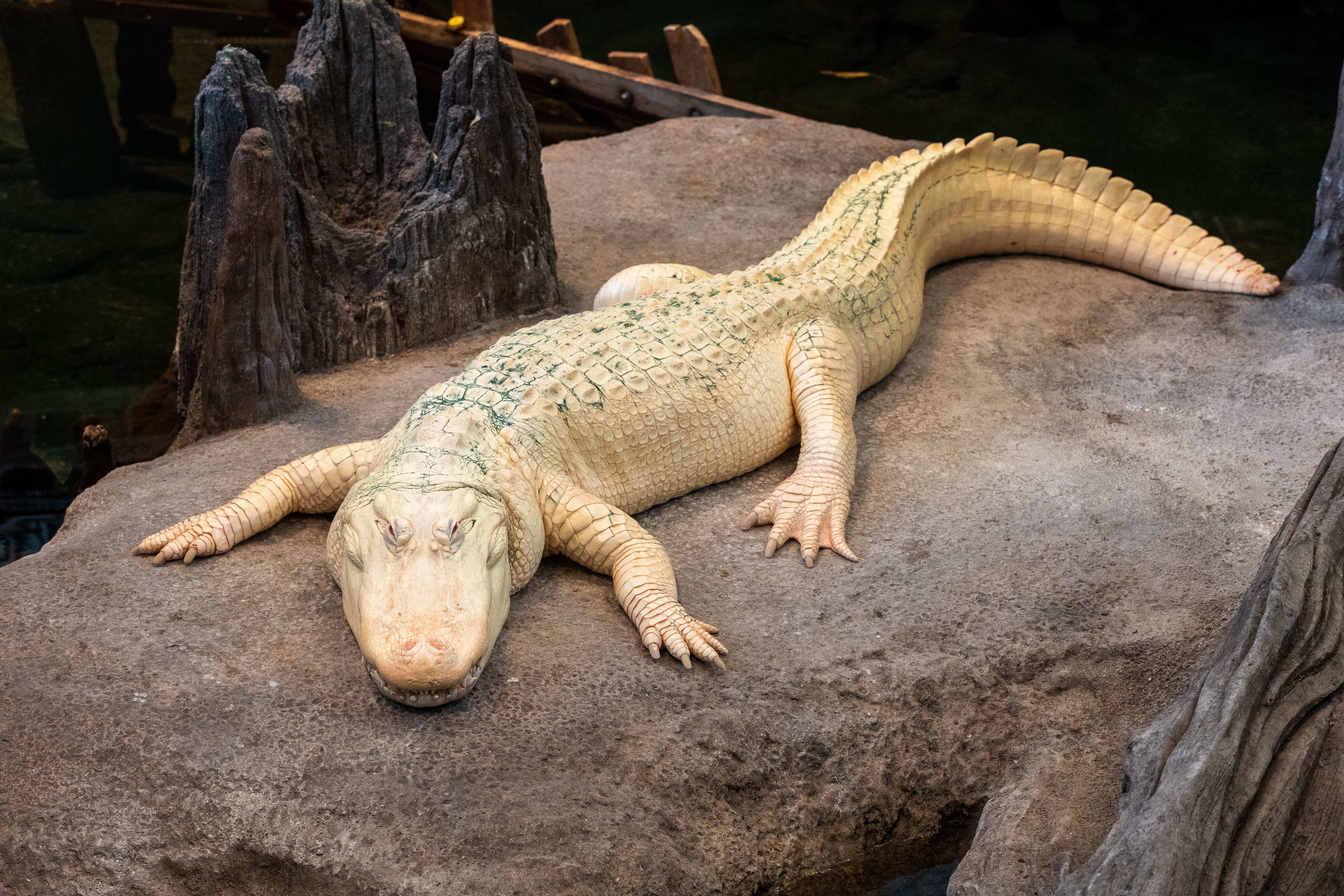 Claude, the albino alligator, chilling in his enclosure. 