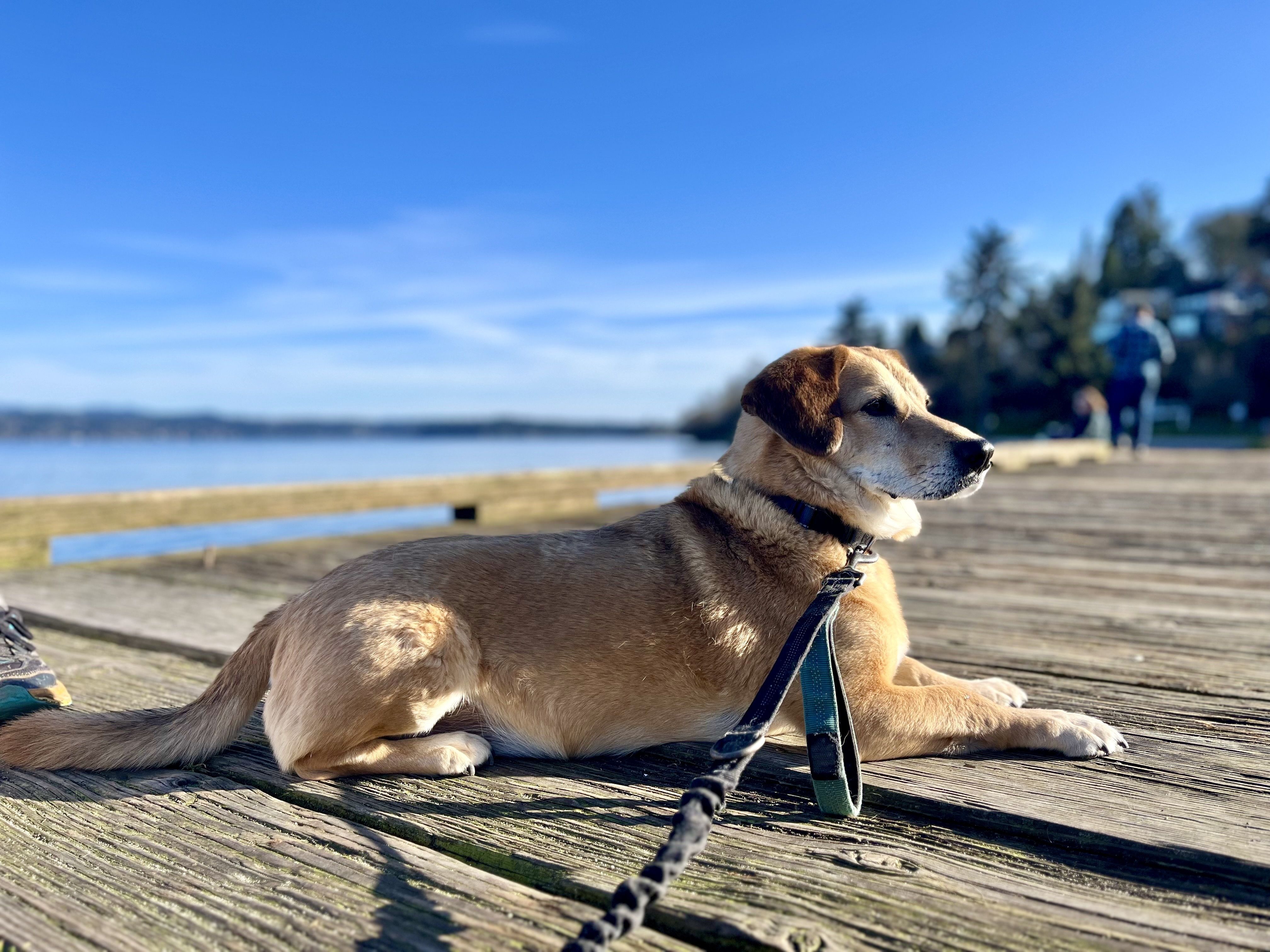 A tan dog with a blue collar lies on a wooden boardwalk by a blue lake, leash visible, with blurred trees and a person in the background.