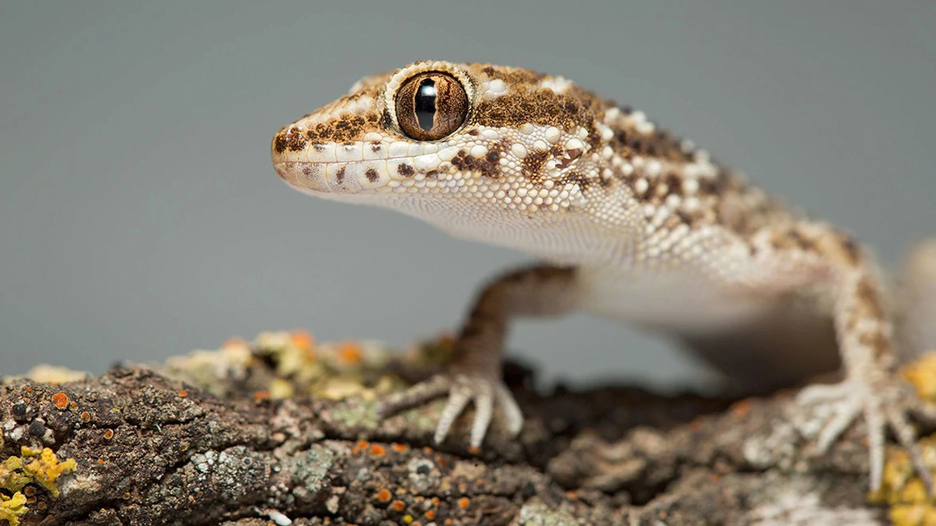 Close up of South American marked gecko (Homonota horrida)